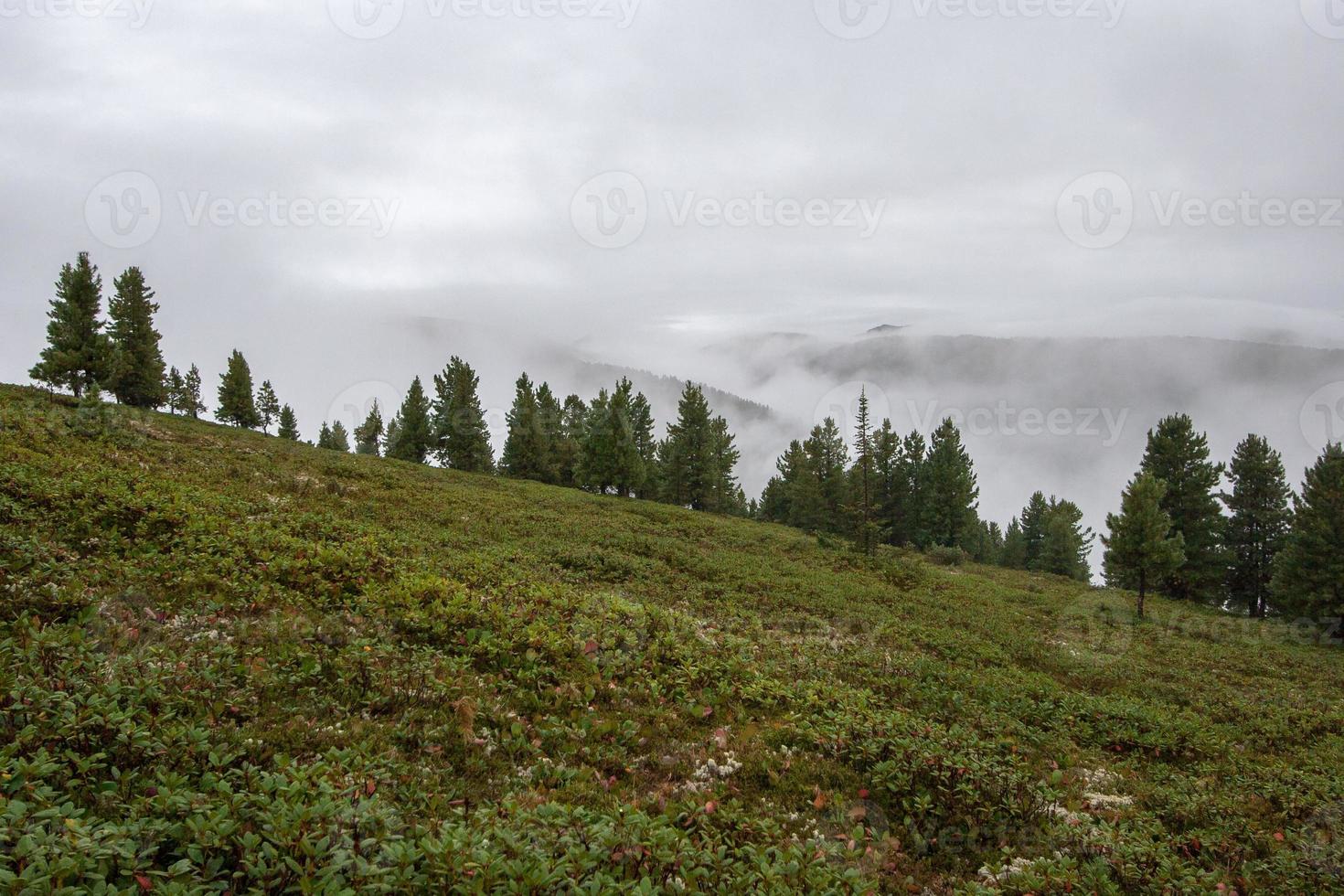 montanha panorama com montanhas dentro a nuvens em uma declive. muitos verde plantas em a chão, coníferas crescer. névoa sobe acima. foto
