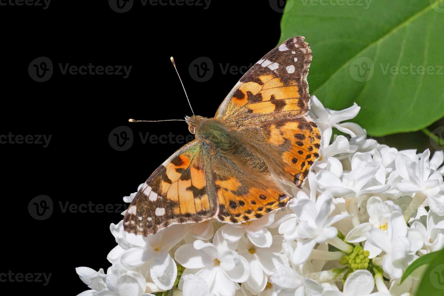 prateado fritilar borboleta sentado em branco lilás florescendo isolado em Preto foto