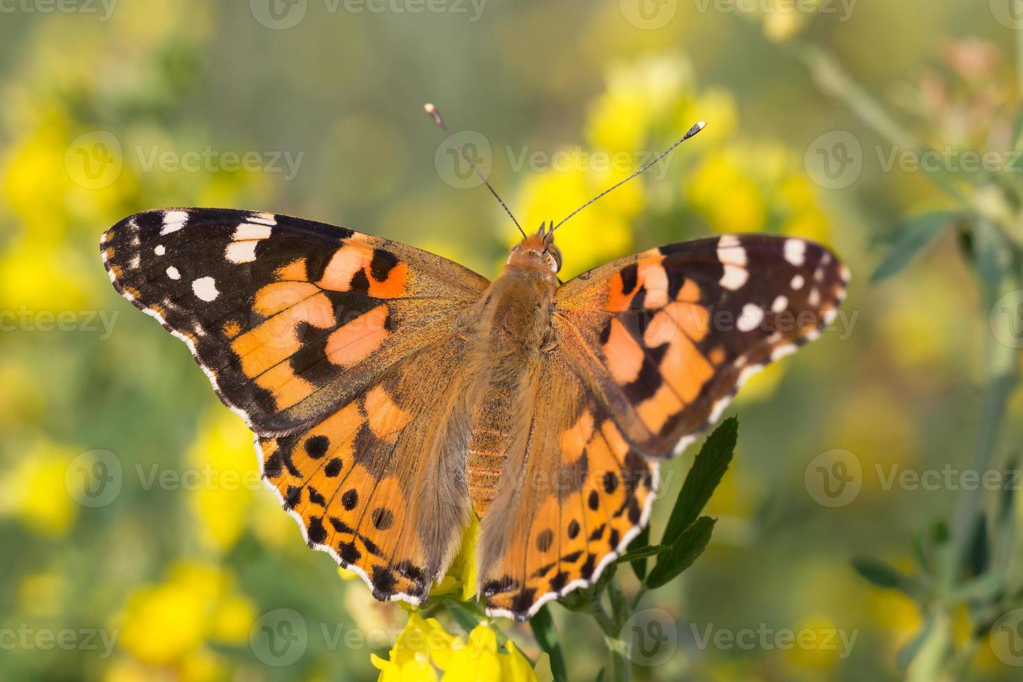 fechar acima do pintado senhora borboleta em amarelo flor foto