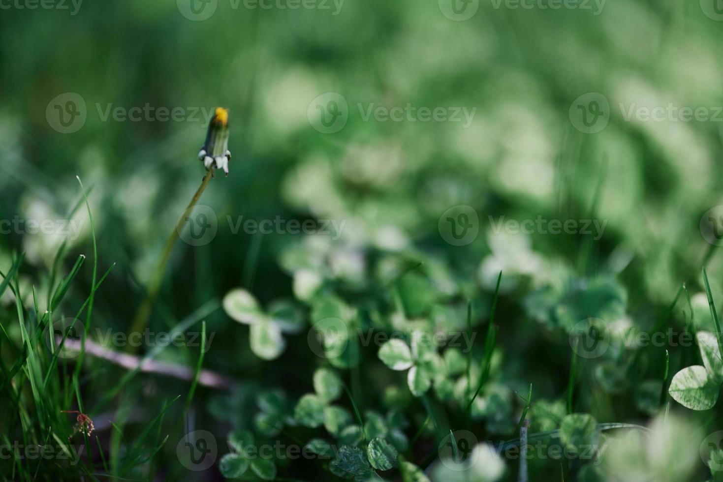 jovem verde trevo folha Relva e myrcrotrevo sementes e fertilizante para uma lindo gramado dentro a raios do pôr do sol verão luz, à moda fundo Projeto foto