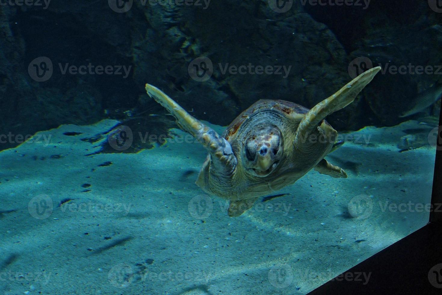 ampla mar tartaruga natação dentro a mar água dentro a aquário às a jardim zoológico dentro fechar-se foto