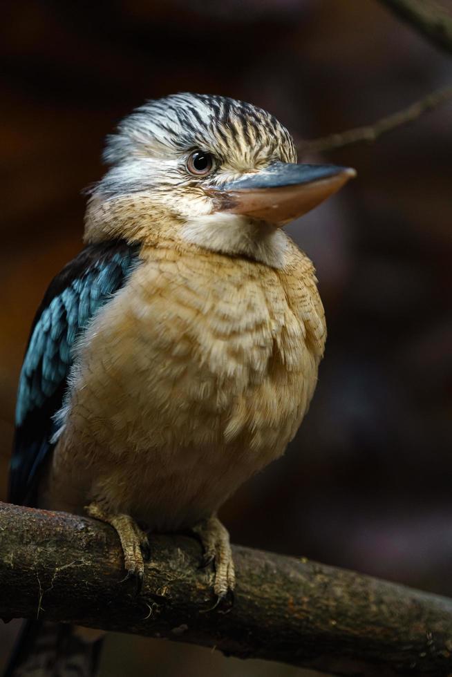 de asas azuis kookaburra dentro jardim zoológico foto