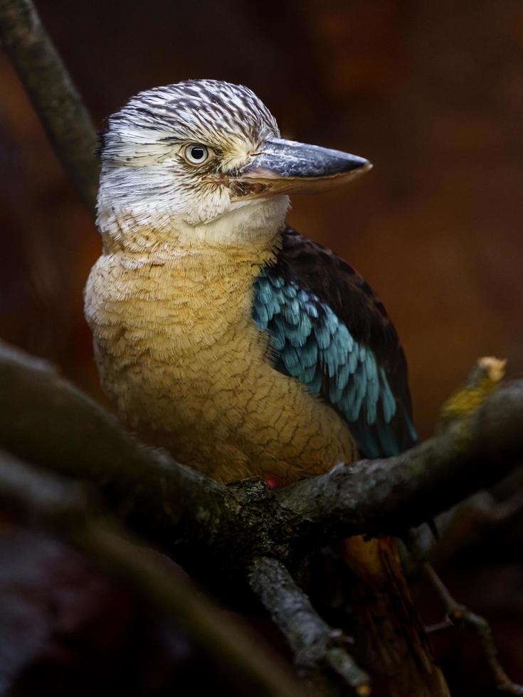 de asas azuis kookaburra dentro jardim zoológico foto