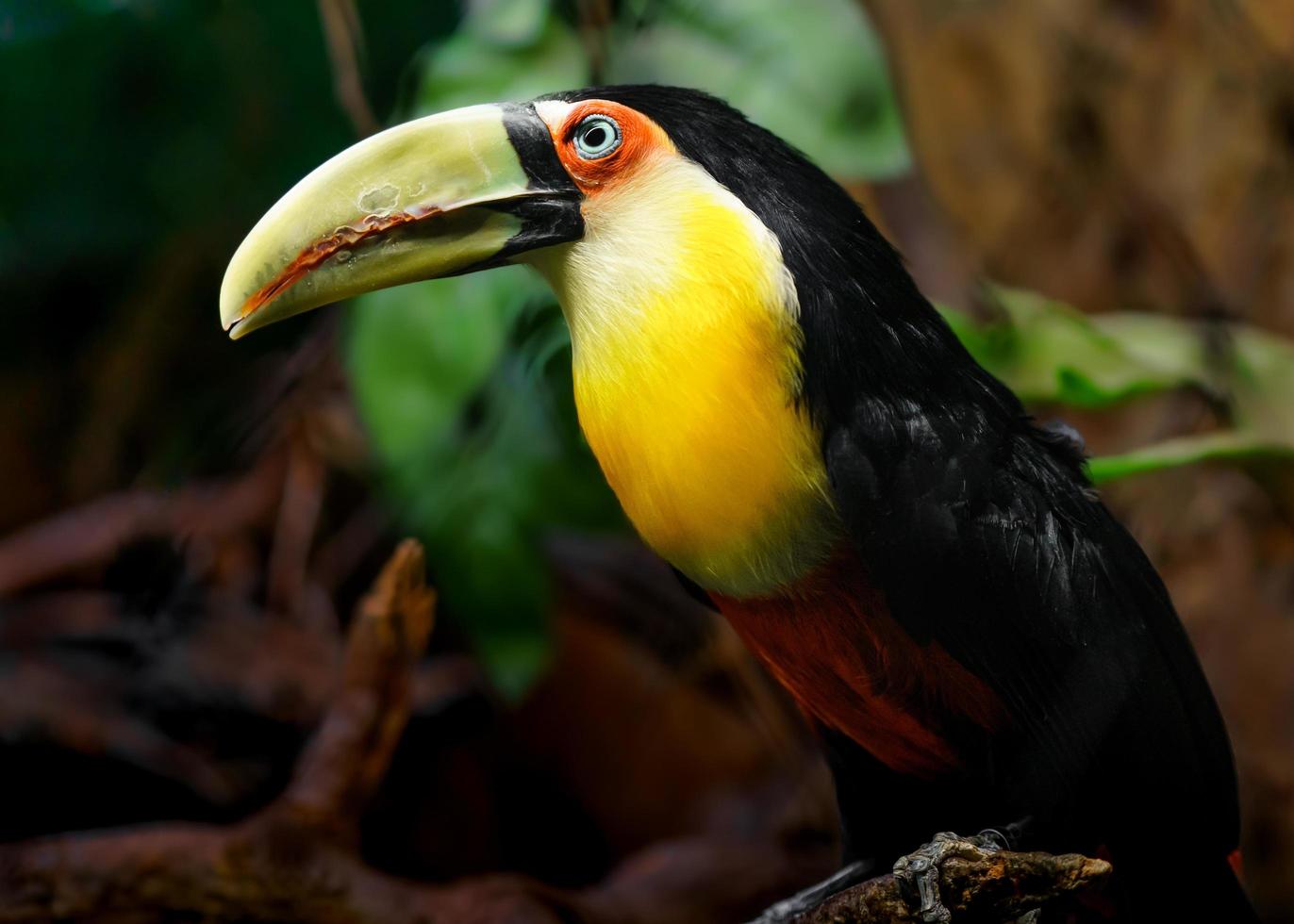 tucano de bico verde foto