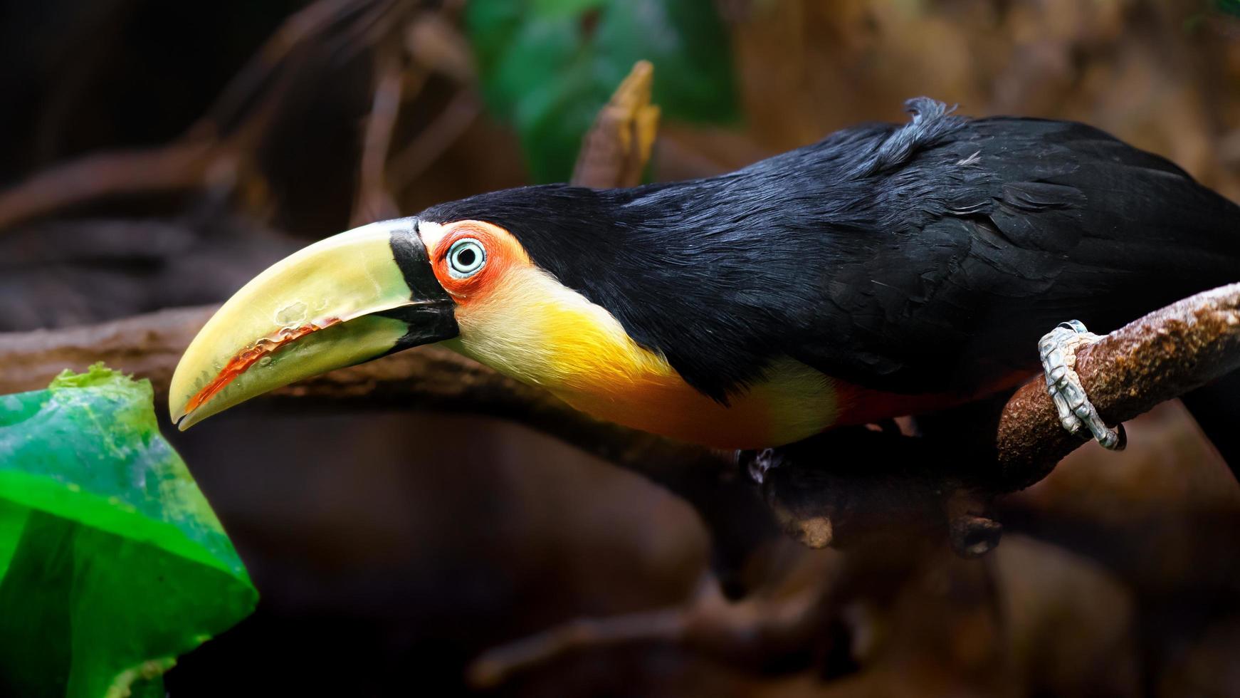 tucano de bico verde foto