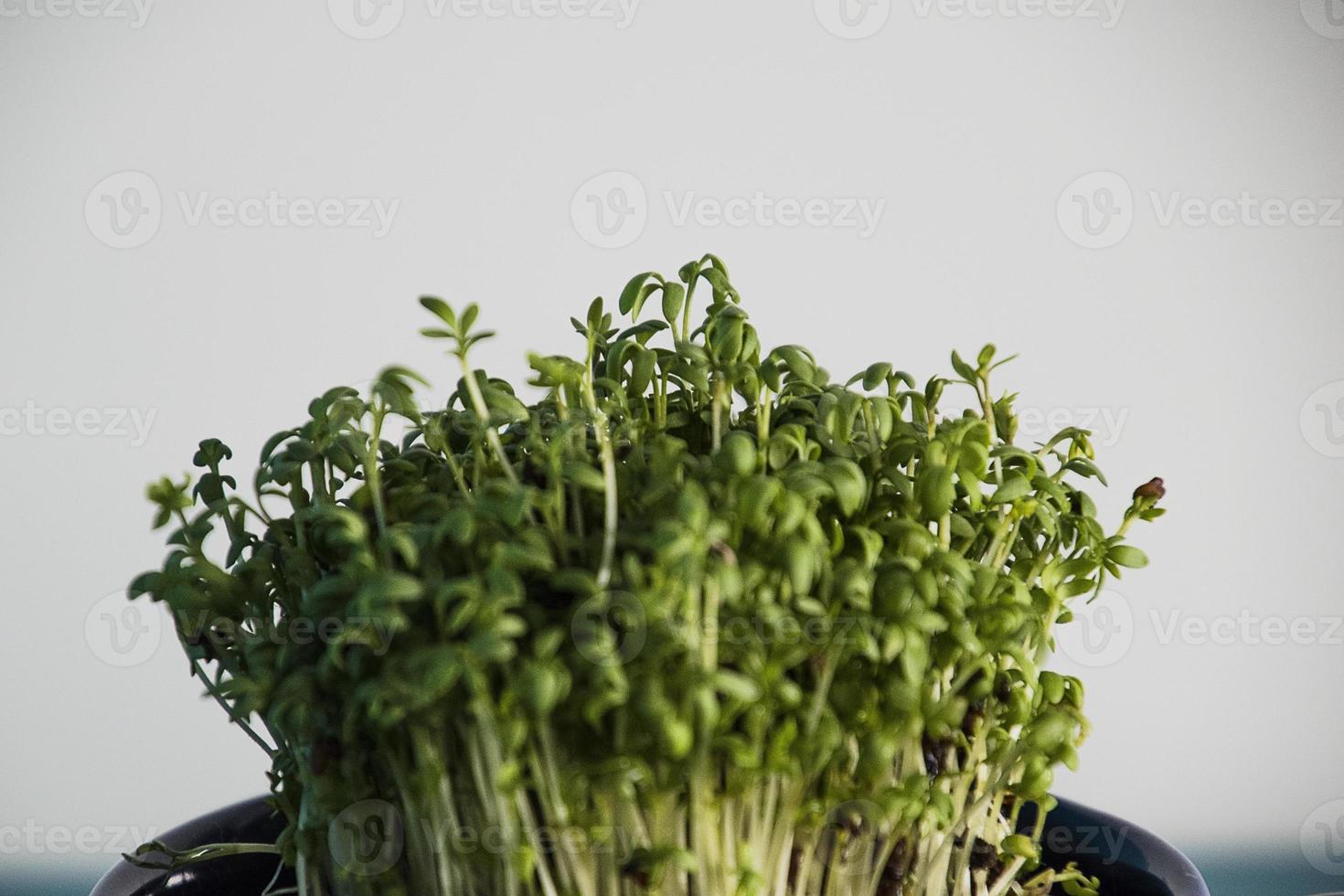 casa Reprodução do verde agrião dentro uma Sombrio azul copo para Páscoa foto