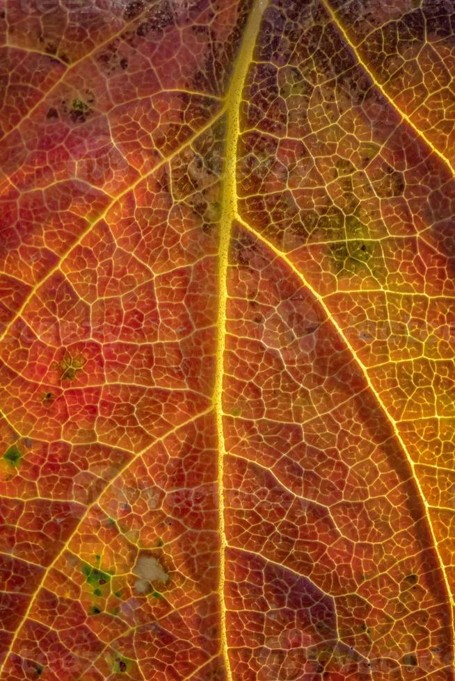 fundo do uma colorida outono folha. fechar-se foto