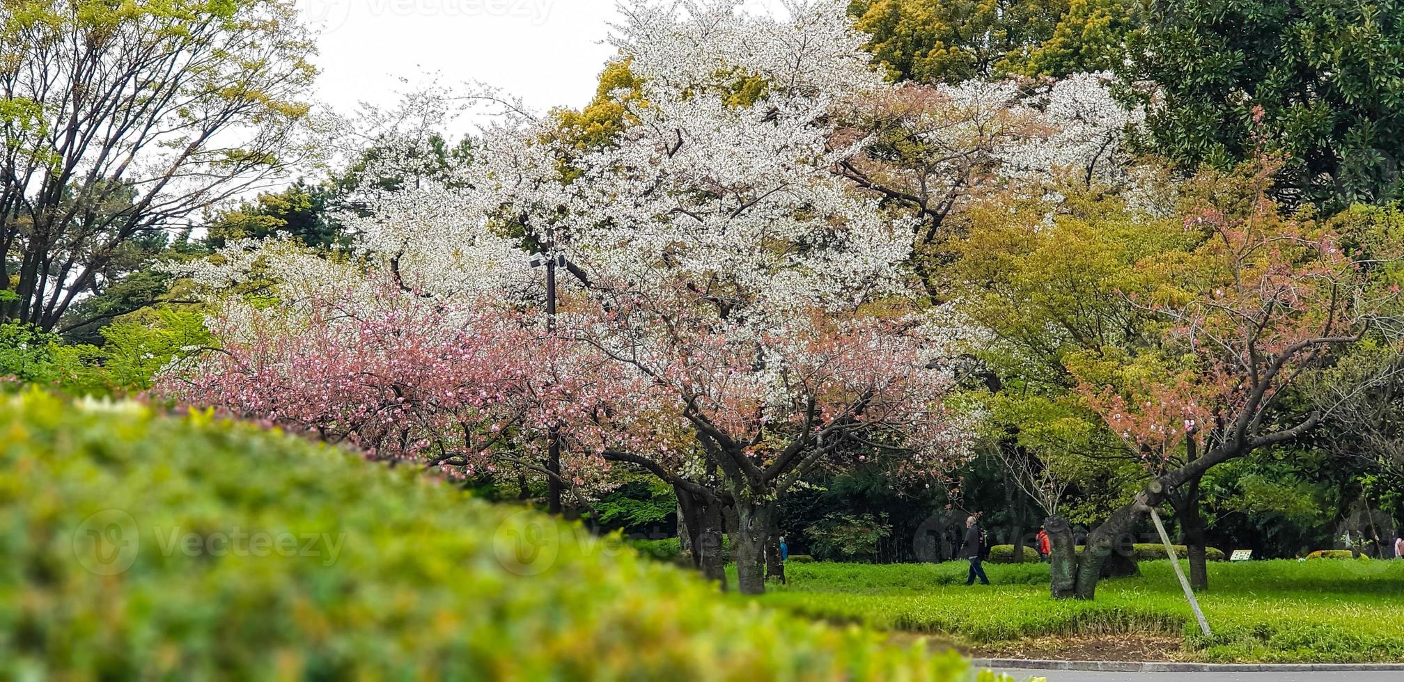 a atmosfera do a leste jardins do a imperial Palácio dentro Tóquio dentro abril foto