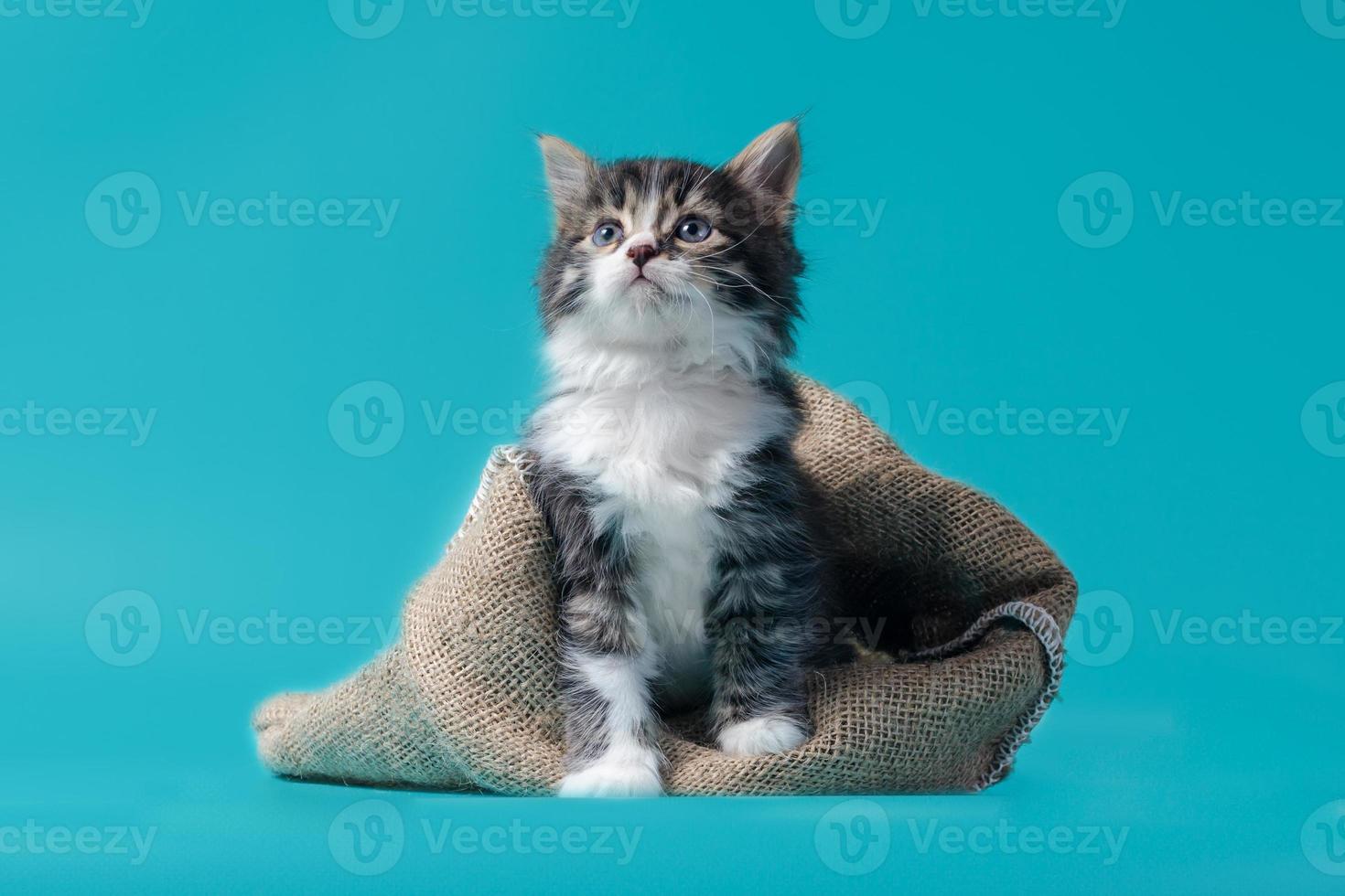 gatinho malhado com saco em um fundo turquesa foto