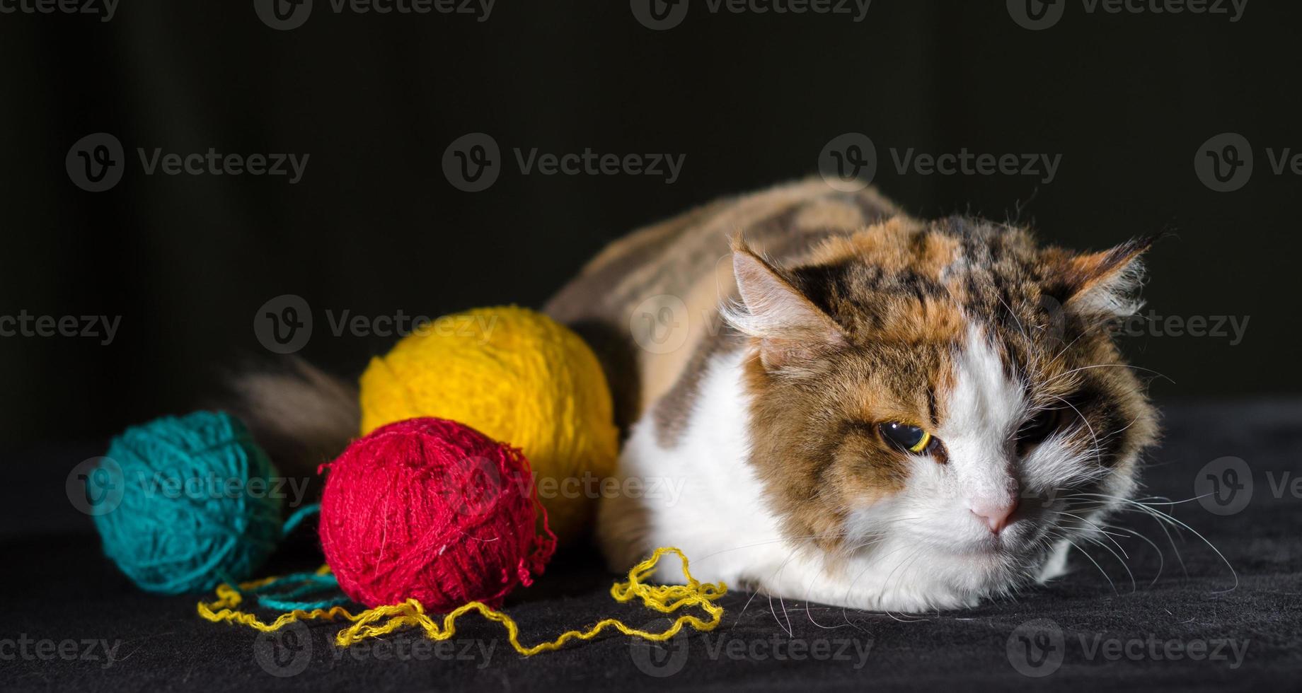 gato irado com lã foto