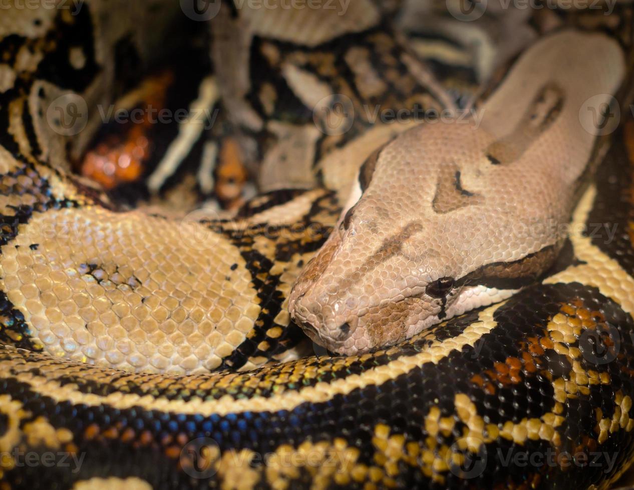 close-up de uma cobra enrolada foto