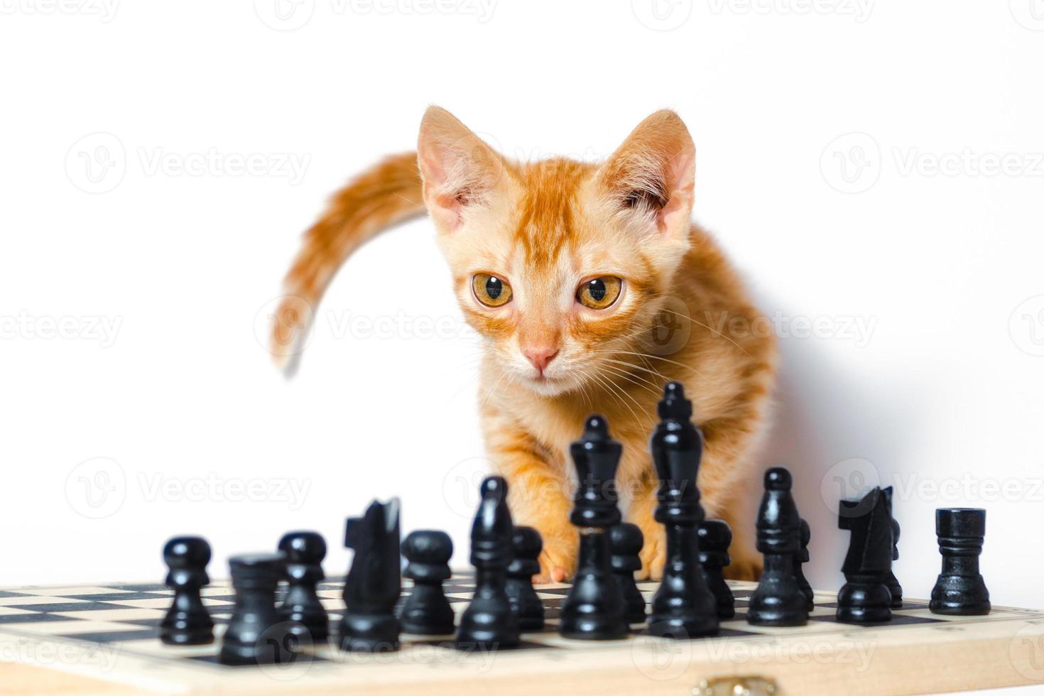 gatinho laranja com tabuleiro de xadrez foto