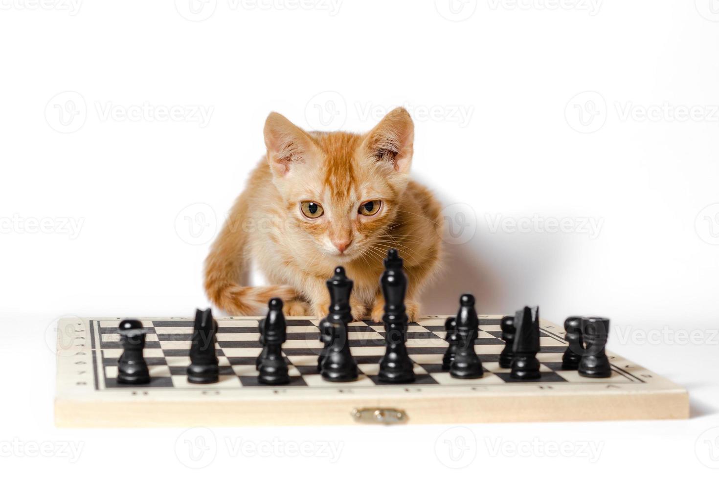 gato laranja com um tabuleiro de xadrez foto