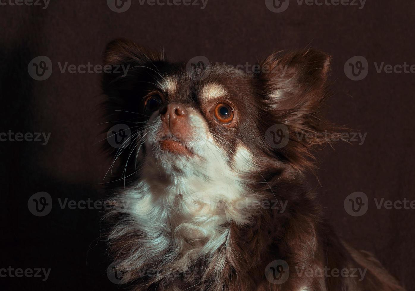 chihuahua marrom contra um fundo marrom escuro foto