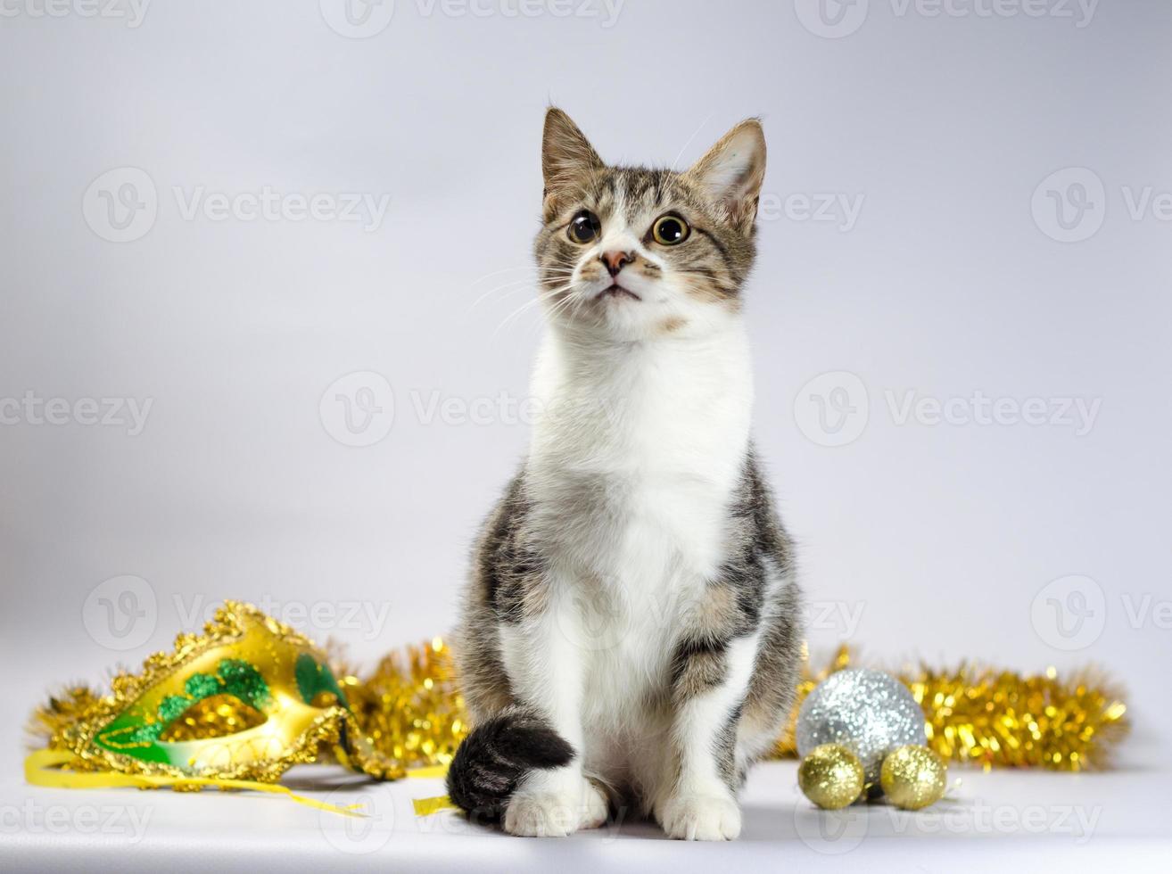 gatinho malhado com decoração mardi gras foto