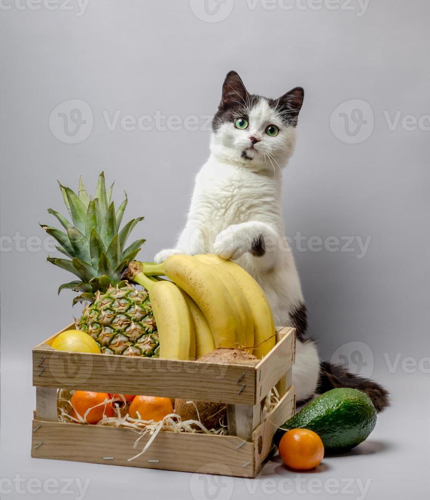 gato preto e branco com frutas foto