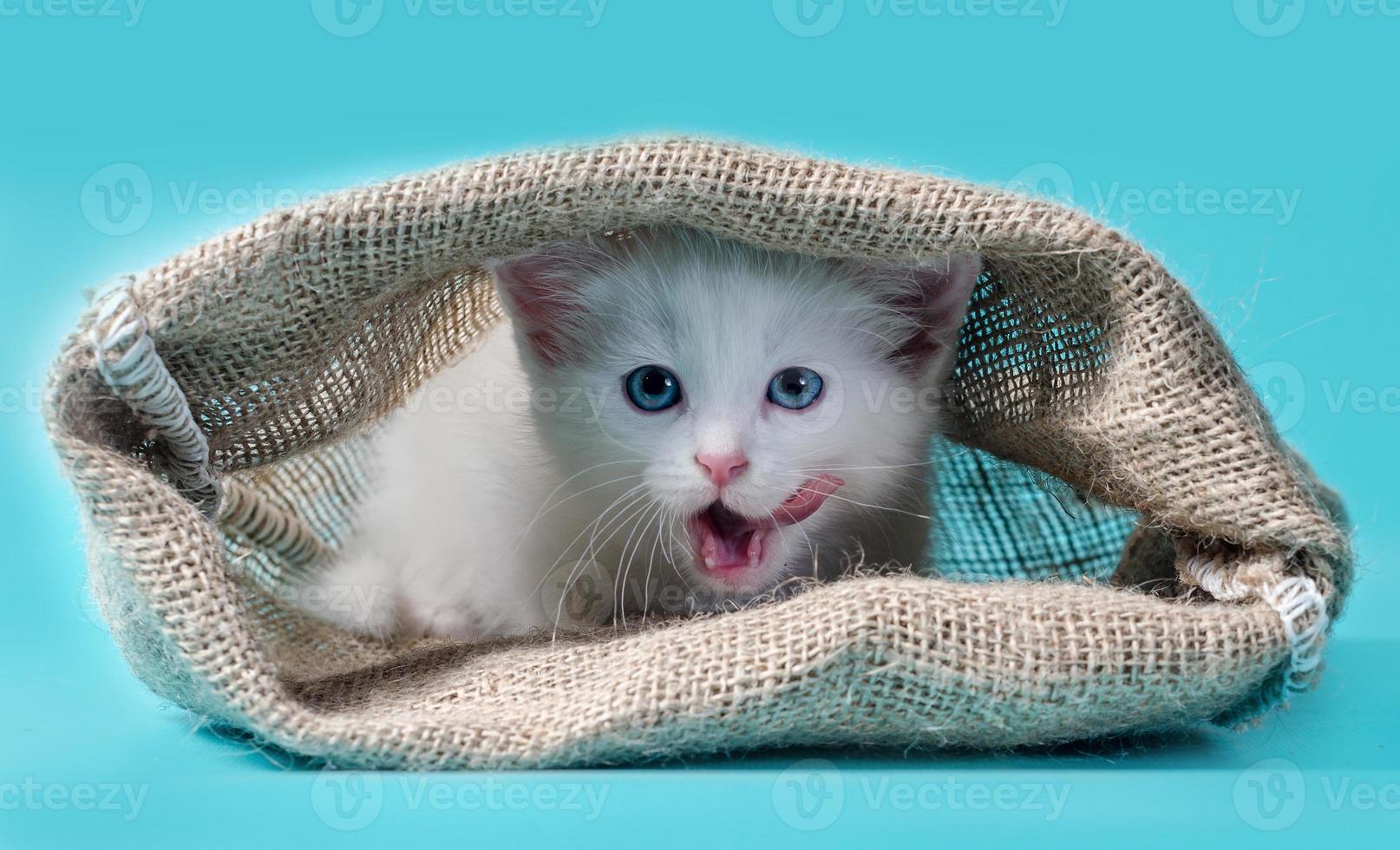 gatinho branco em uma bolsa foto