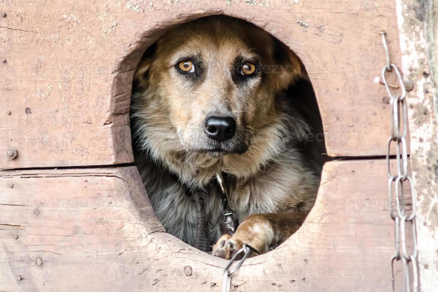 cachorro infeliz em uma casinha de cachorro foto