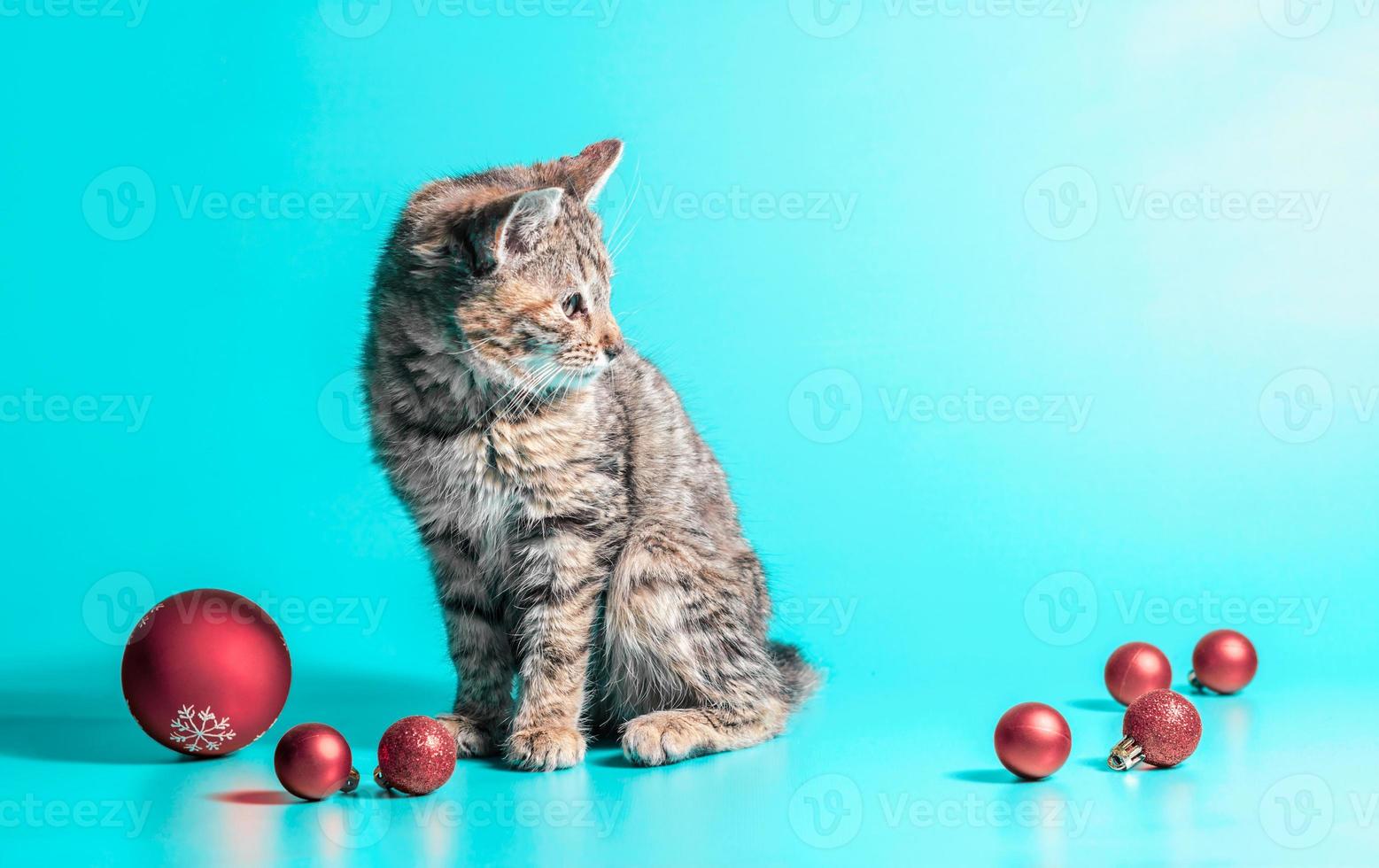 gatinho com enfeites de natal foto