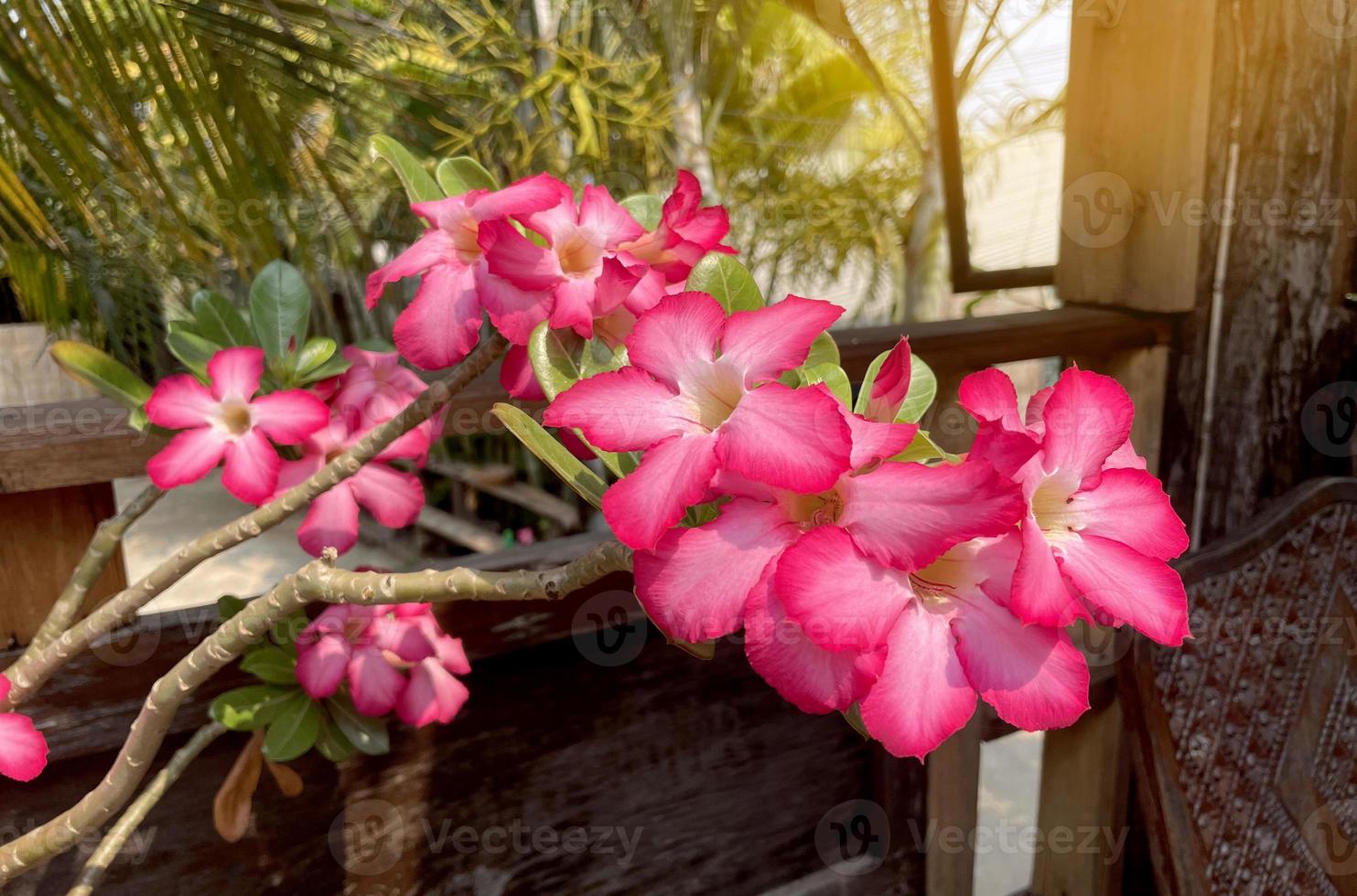 flores de adenium, pétalas conectadas em forma de trombeta, divididas em 5 lóbulos, de cor branca e rosa. foco suave e seletivo. foto