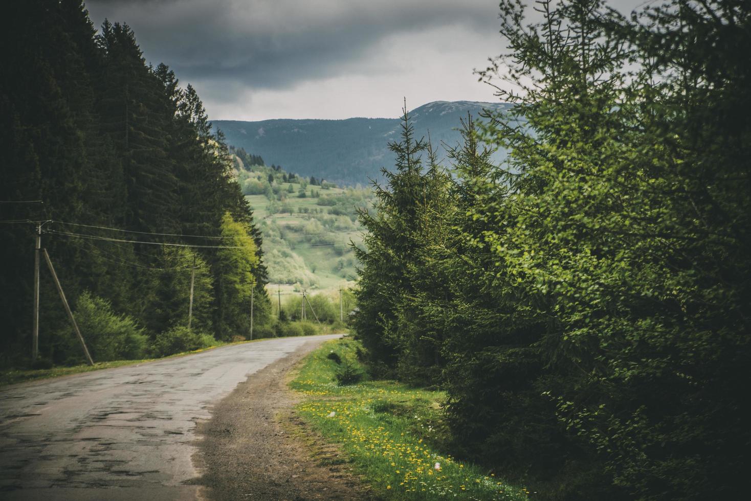 estrada de montanha com árvores foto