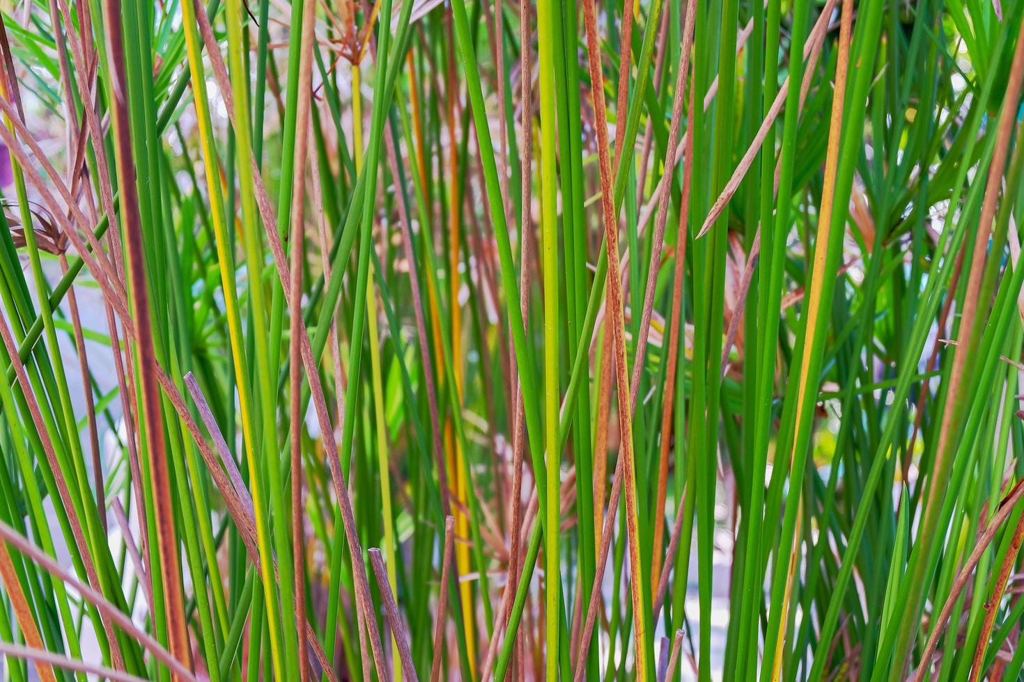 fechar acima verde Relva em fundo. foto