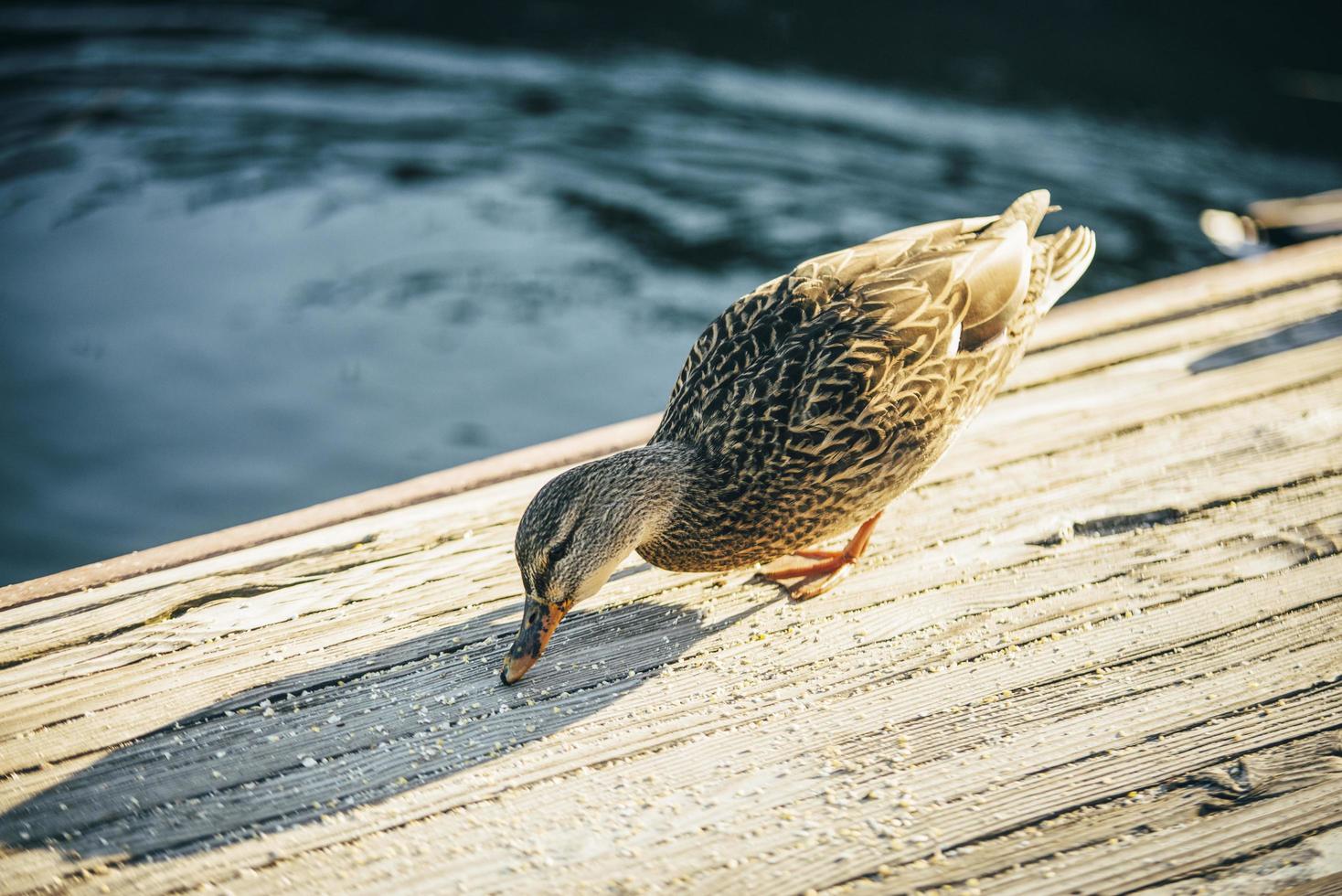 pato comendo em uma ponte de madeira foto