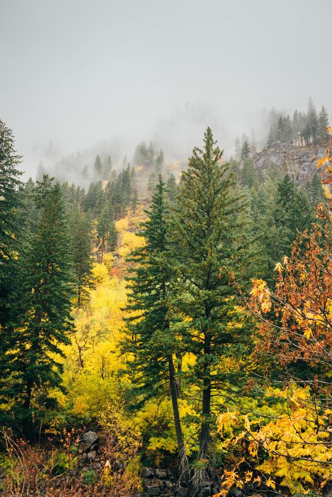 pinheiros altos na floresta de outono foto