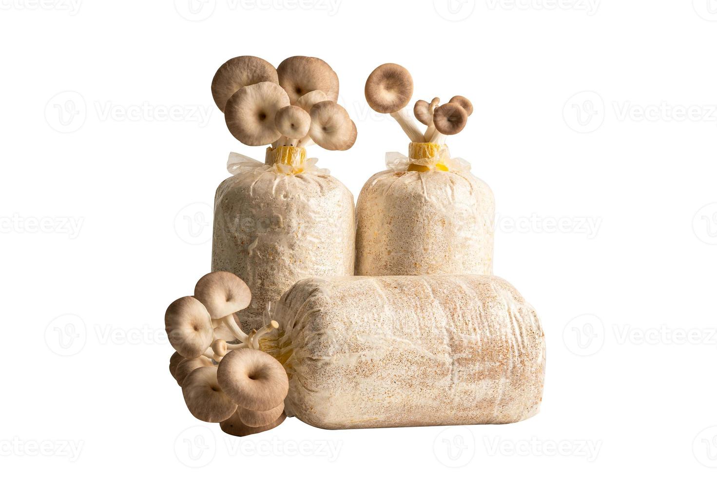 cultivo de cogumelos, ostra indiana, cogumelo fênix, ostra pulmonar no solo em saco plástico isolado no fundo branco com traçado de recorte. foto