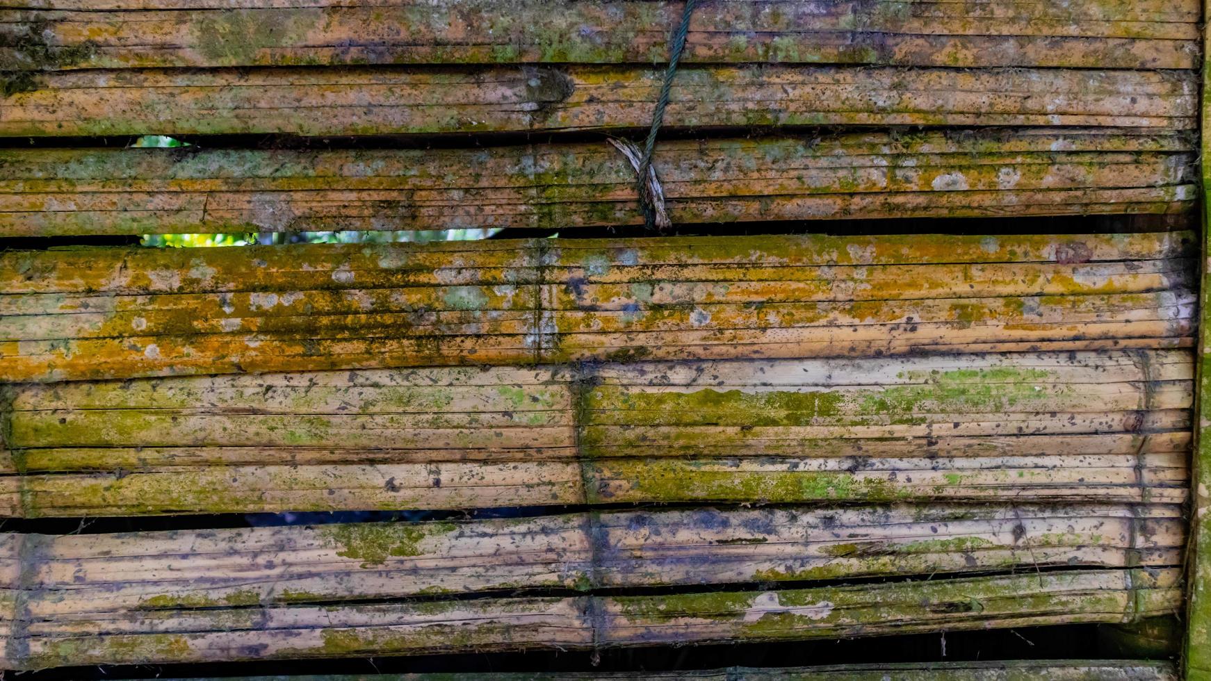 textura de parede de bambu musgoso como pano de fundo foto