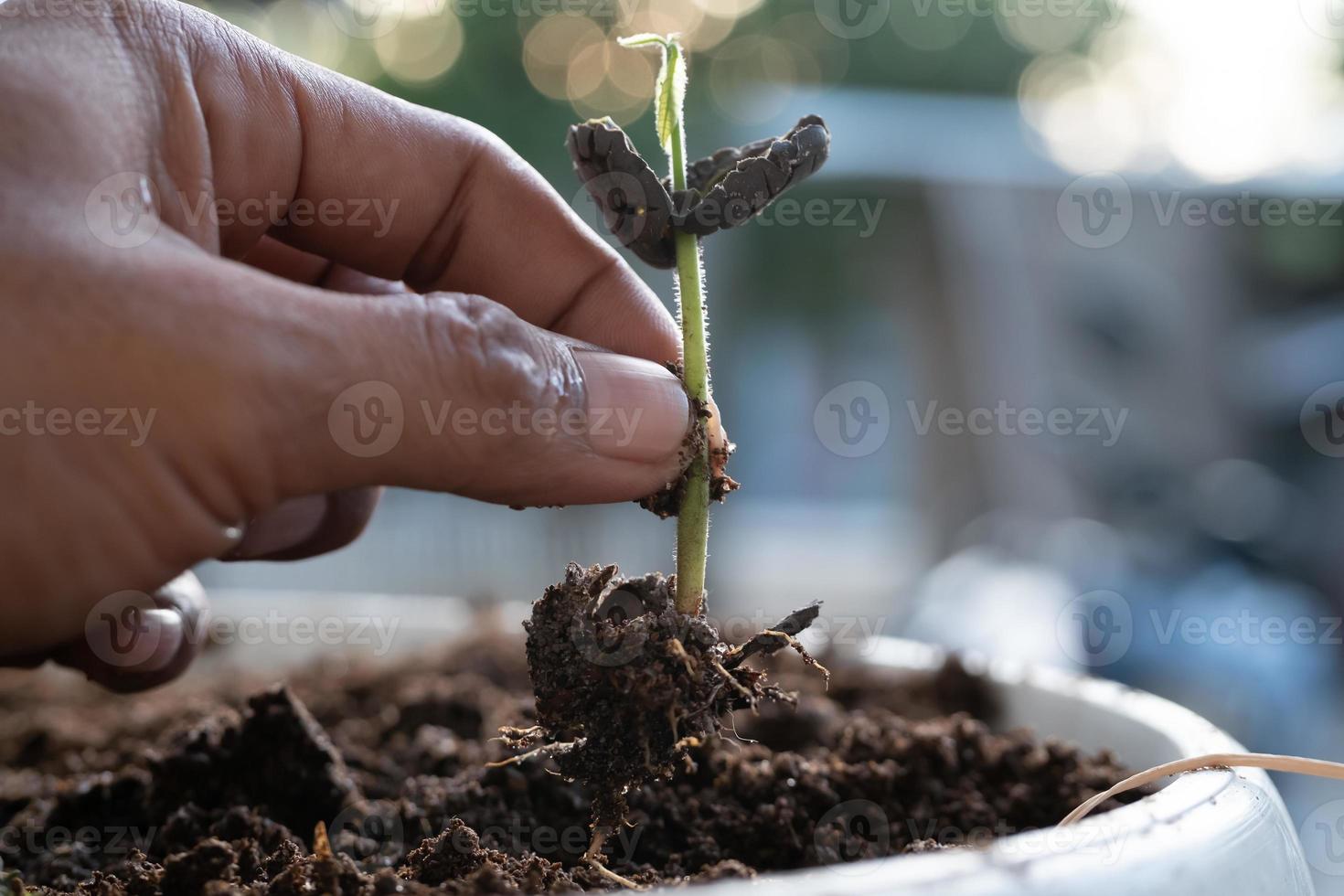 fechar-se do uma do homem mão segurando uma crescendo cacau plantar semente com raízes. conceito do natureza, ambiente, e natural meio Ambiente preservação. foto