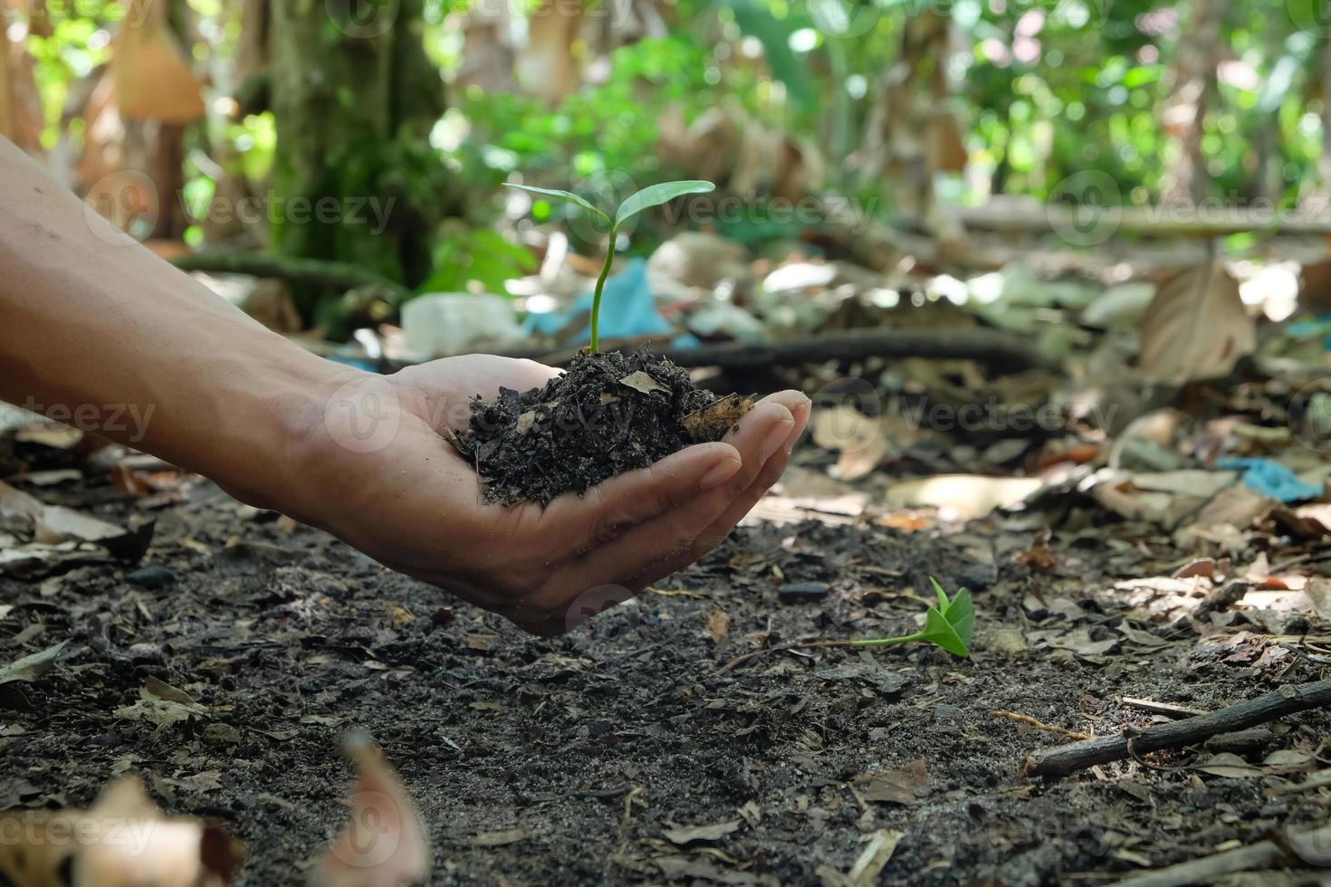 verde plantas começar crescendo a partir de semente dentro orgânico solo dentro agricultores mãos foto