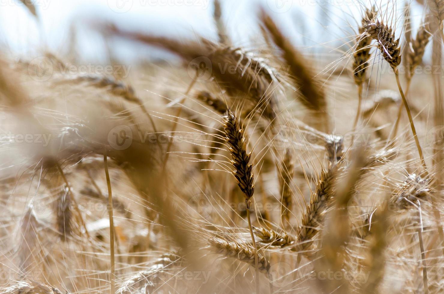 close-up de um campo de trigo foto