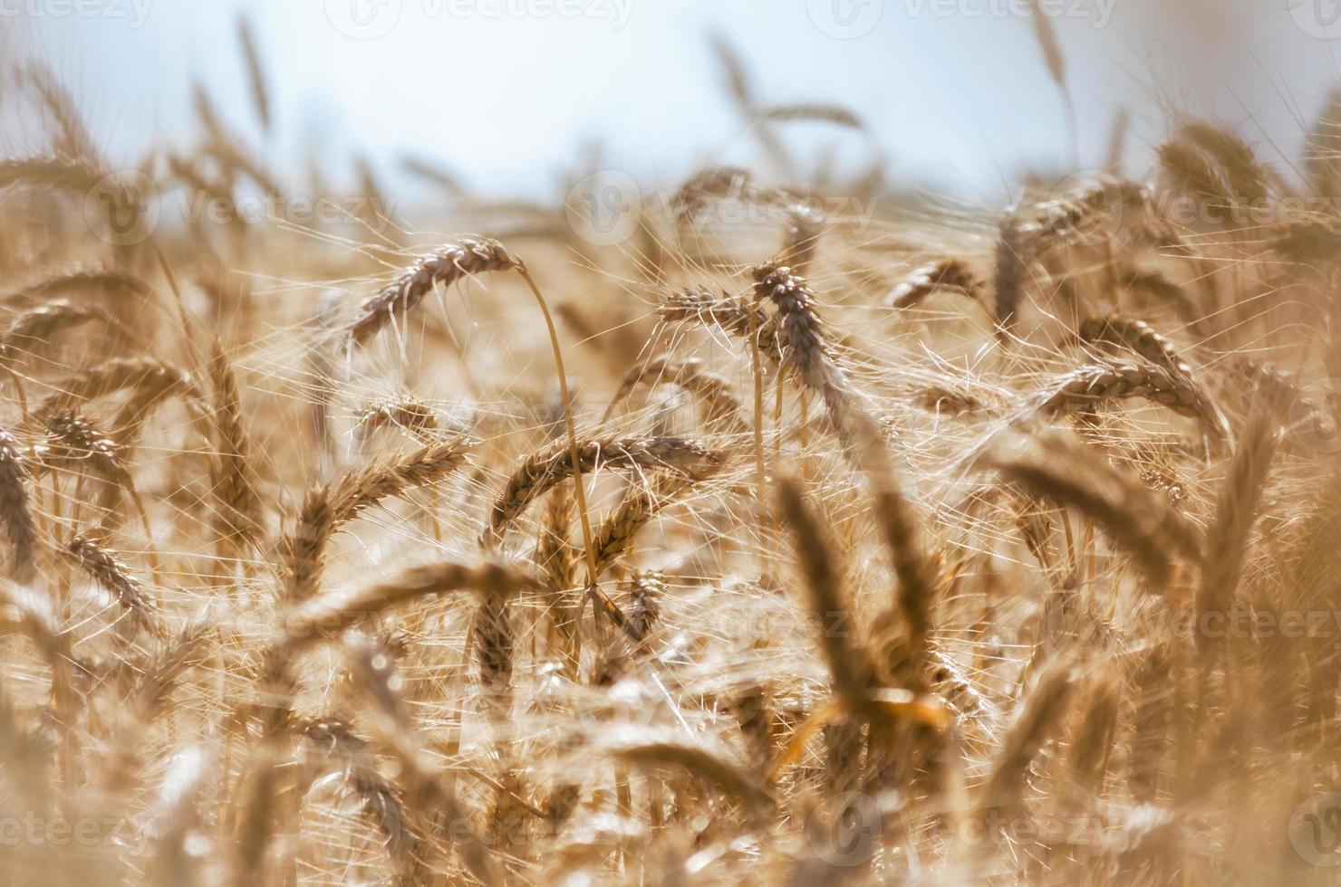 fundo de campo de trigo foto