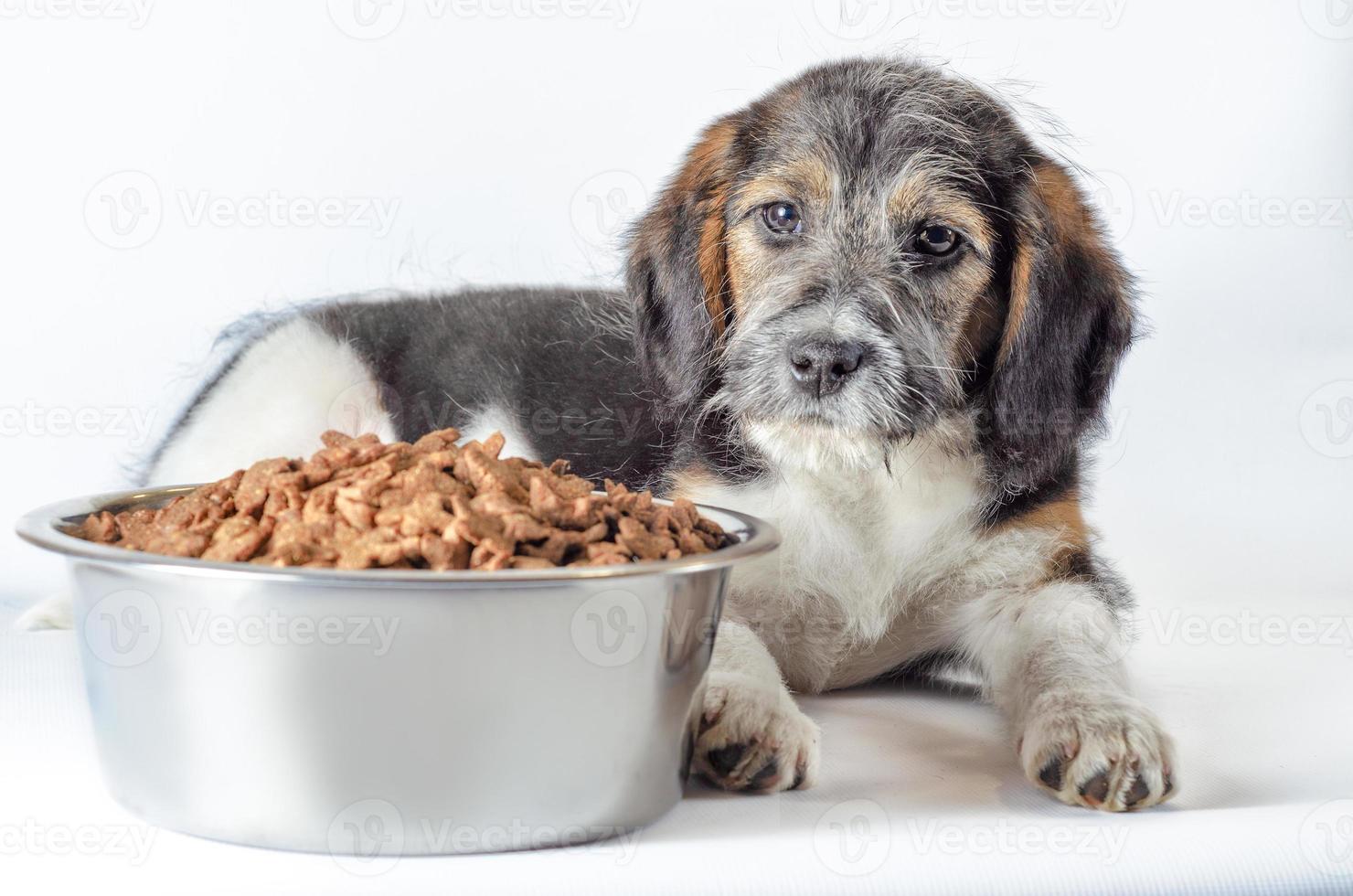 cachorro peludo com comida foto