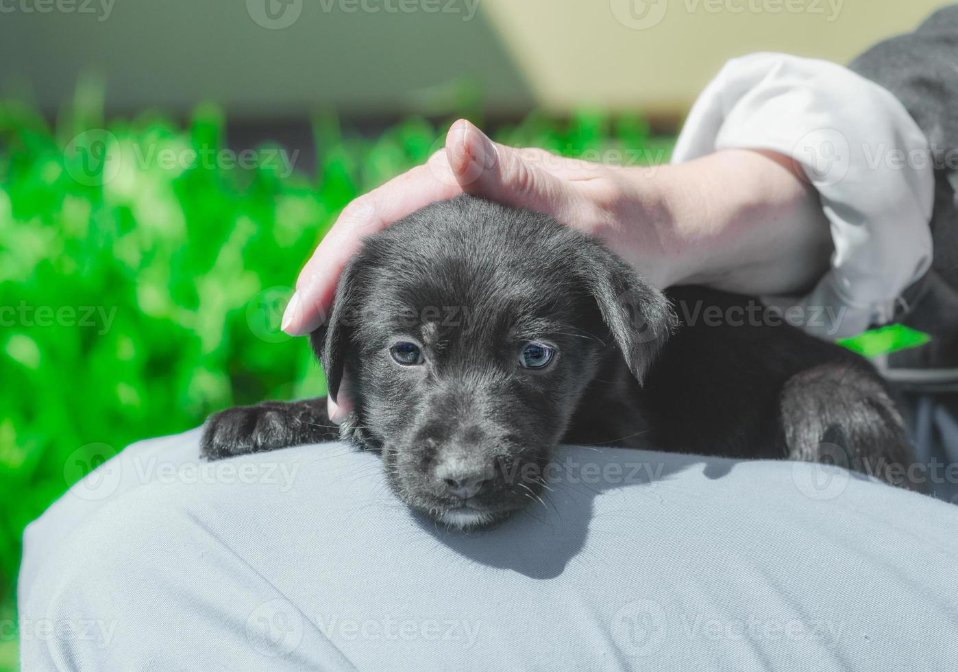 cachorro preto no colo foto