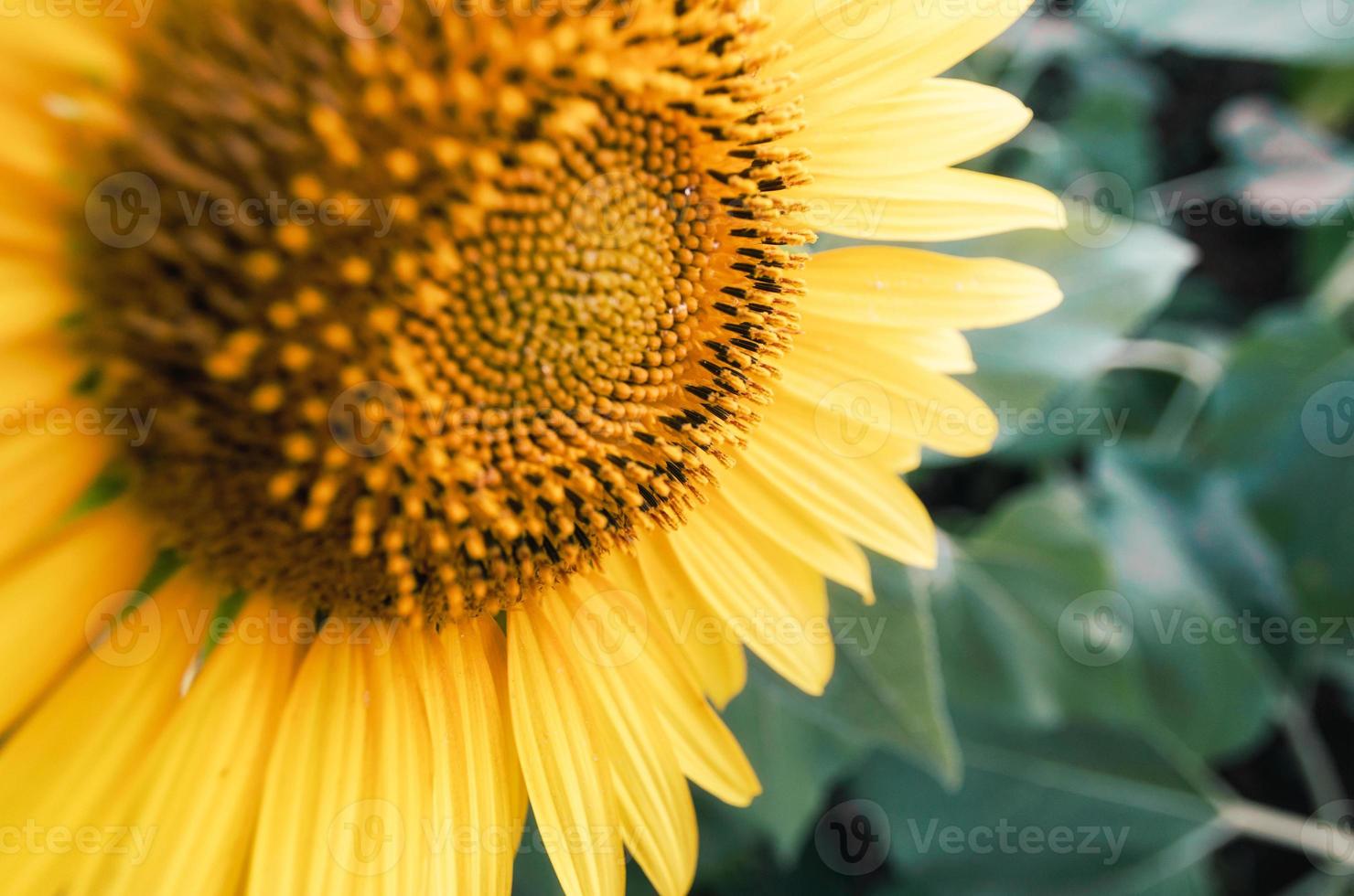 close-up de um girassol amarelo em um campo foto