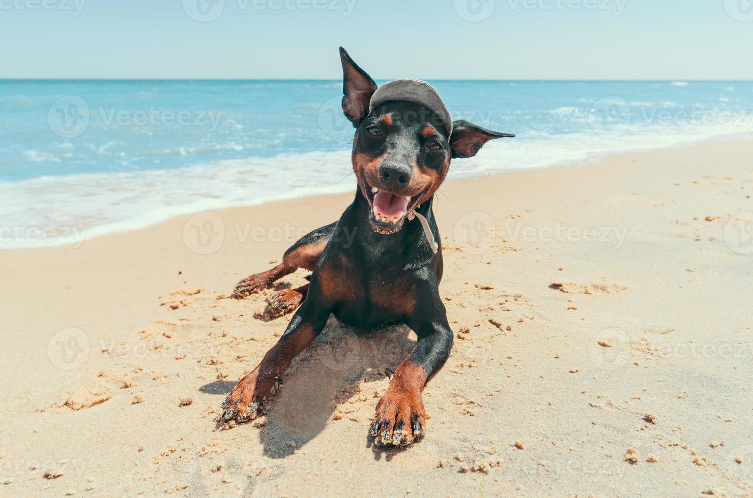 cachorrinho pinscher em miniatura na praia foto