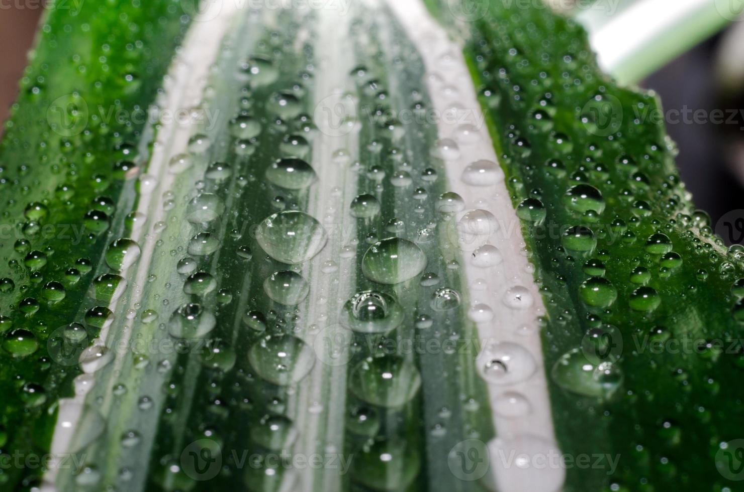 gotas de orvalho em uma folha foto