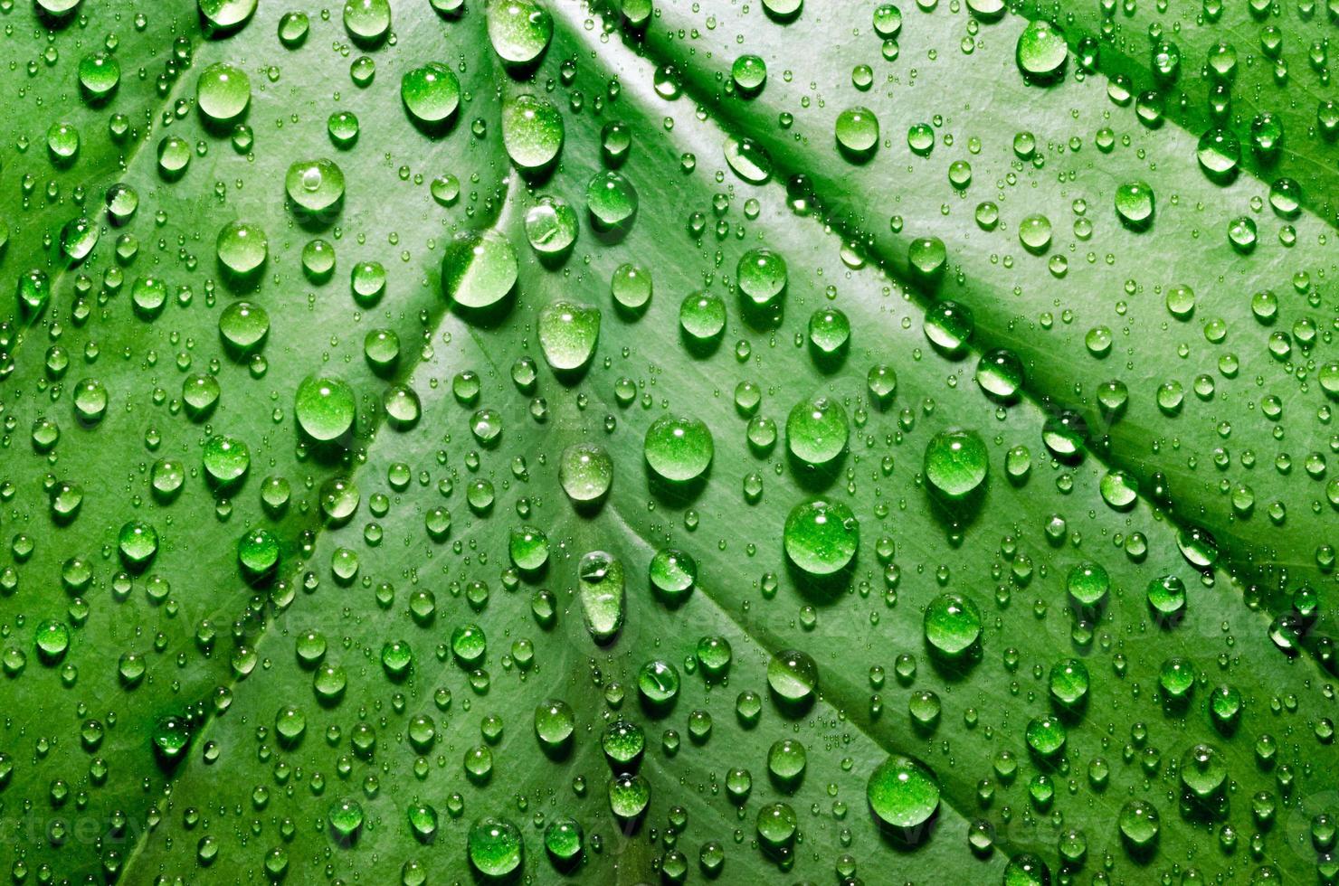 gotas de chuva em uma folha verde foto