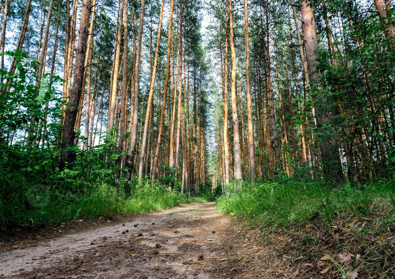 trilha em uma floresta de pinheiros foto