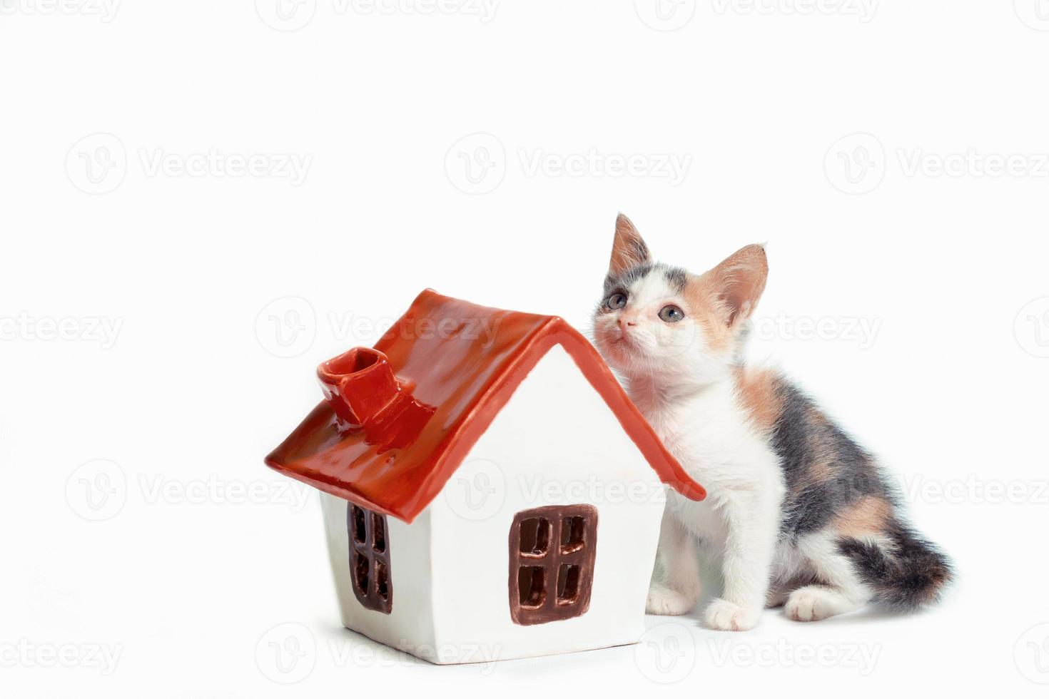 gatinho com casa em miniatura foto