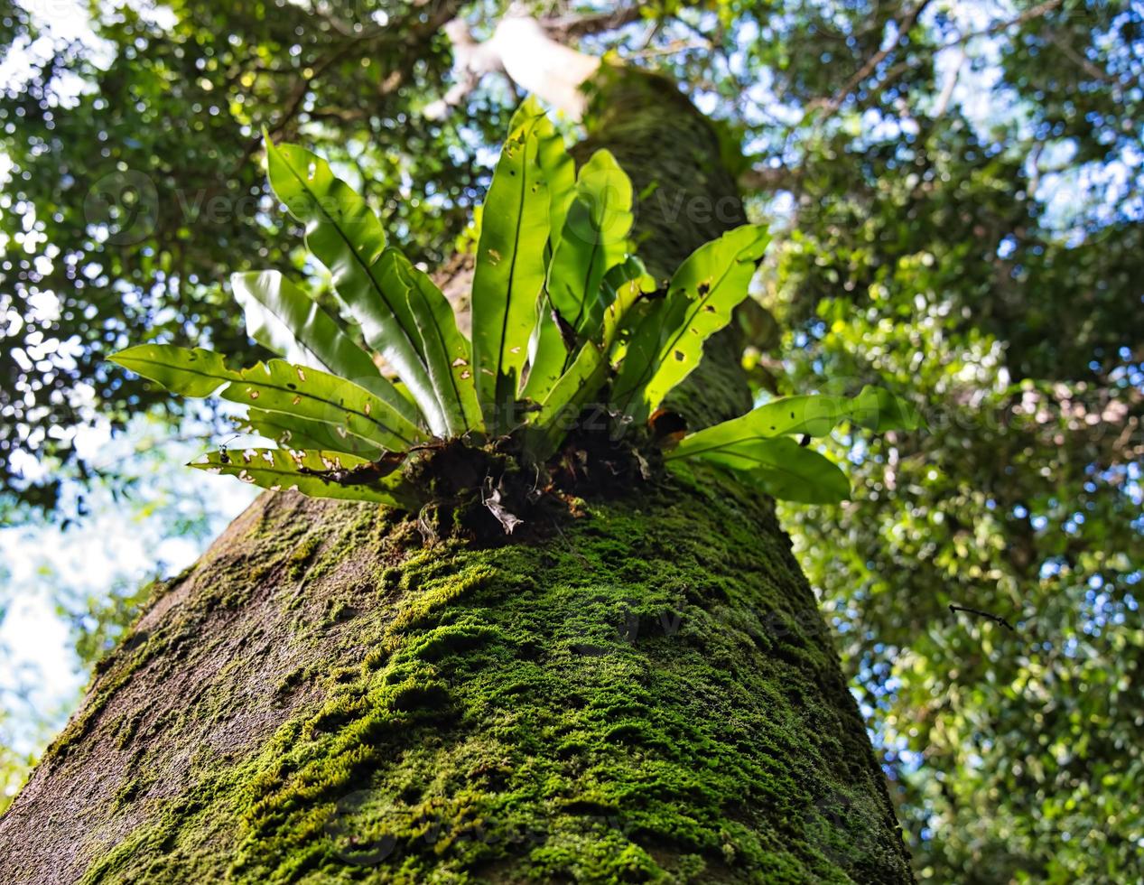 manhã blanc natureza trilha, musgos e samambaias crescendo em albizia árvore mahe seychelles foto