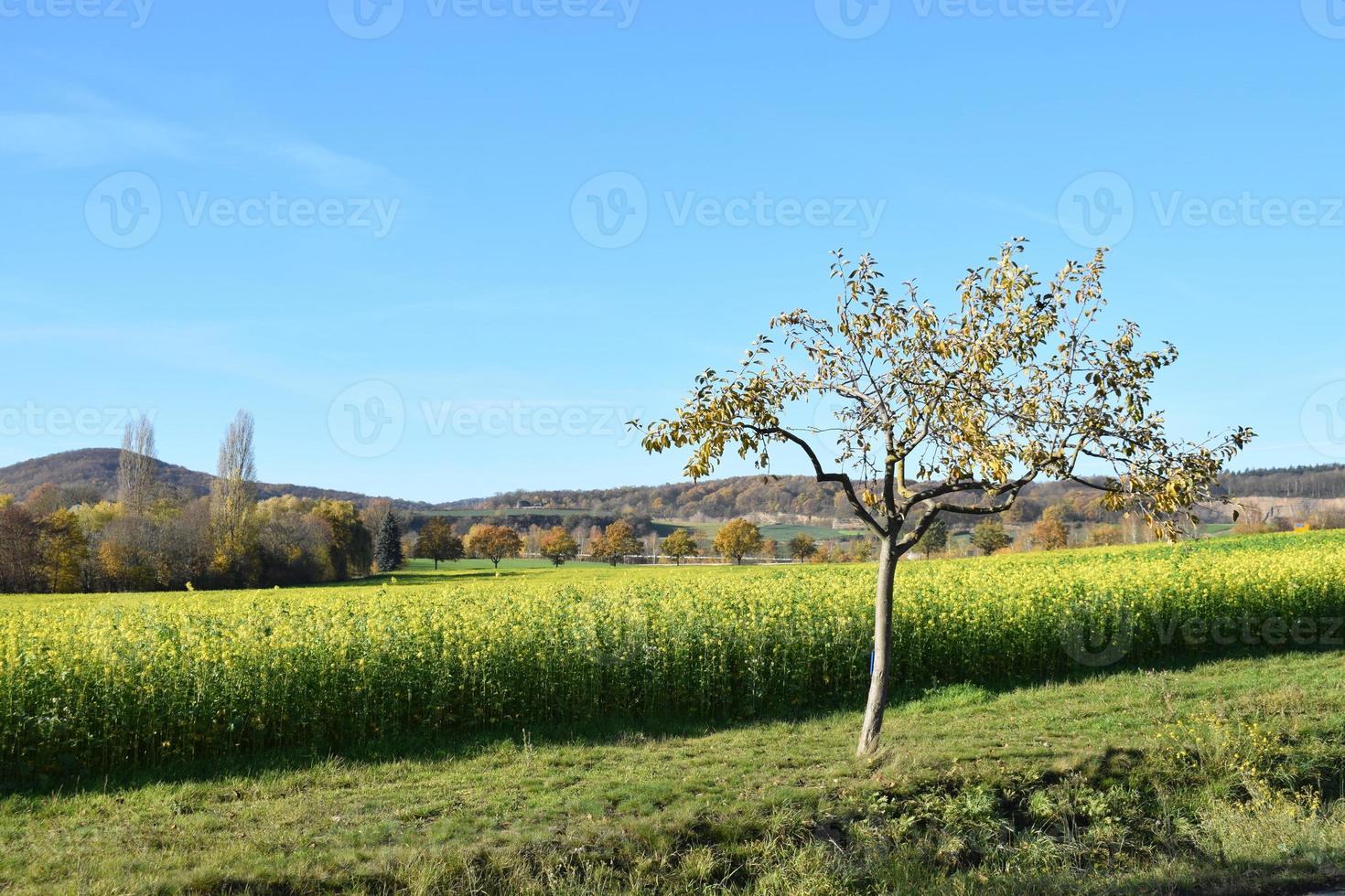 outono árvore às amarelo Campos foto