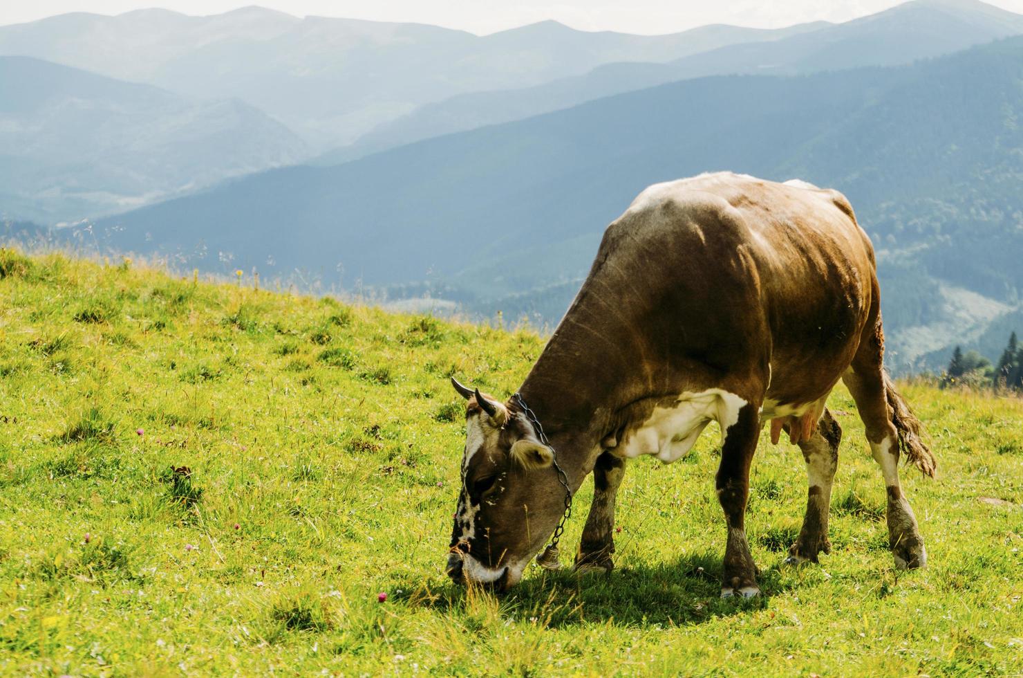 vaca comendo grama nas montanhas foto