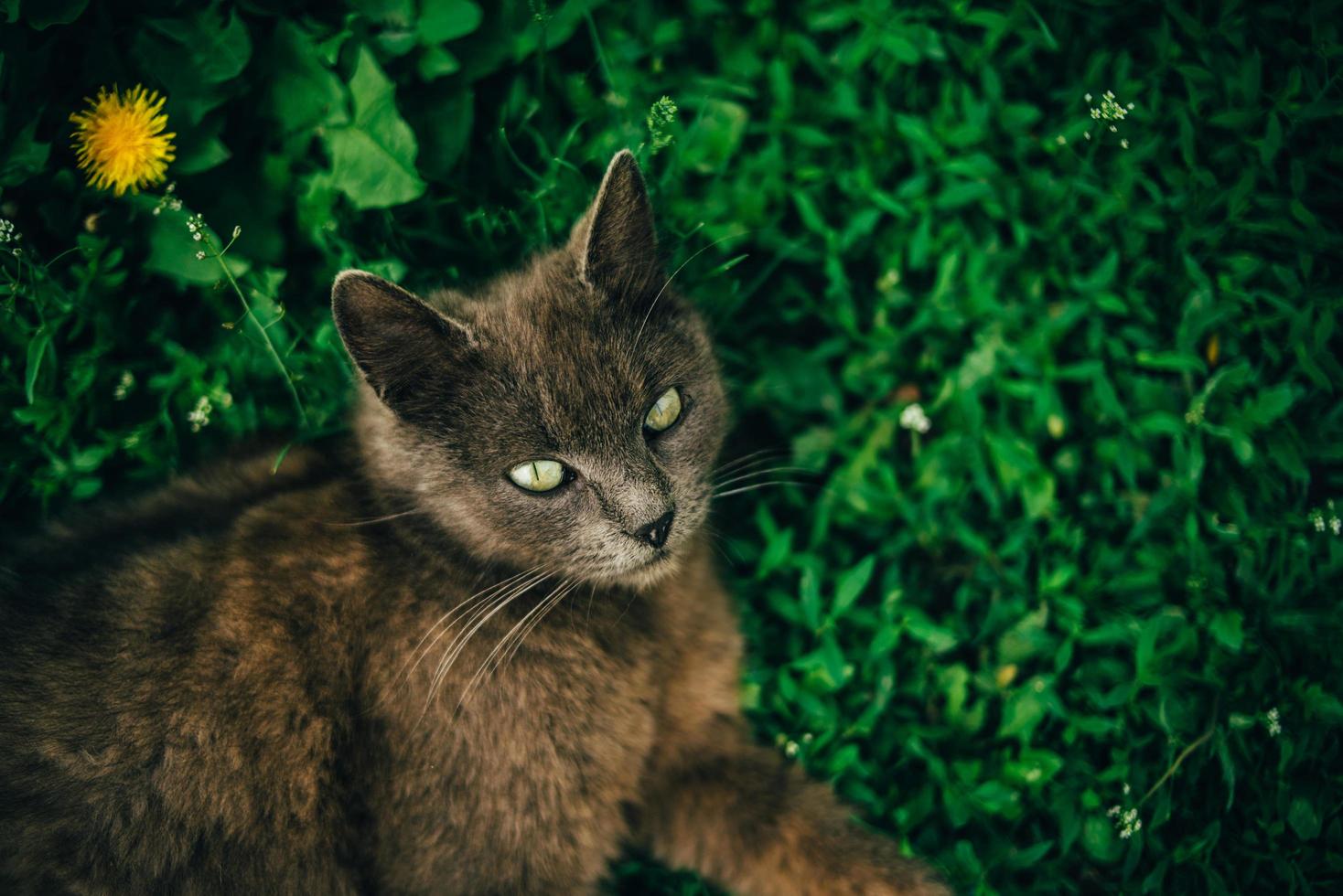 gato deitado na grama foto