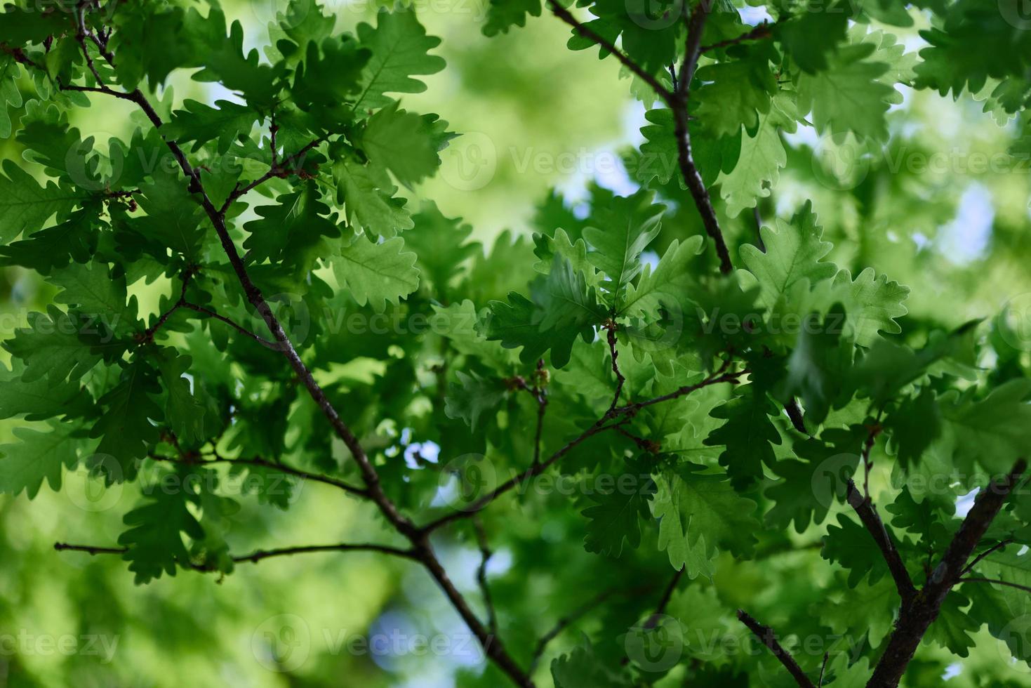 a verde folhas do a carvalho árvore em a galhos brilho contra a azul céu, a luz solar. planeta ecologia flora foto