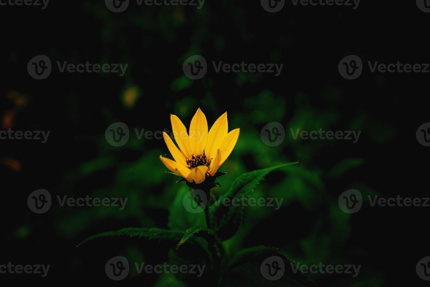 amarelo flor em uma verde fundo dentro outono Prado dentro fechar-se foto