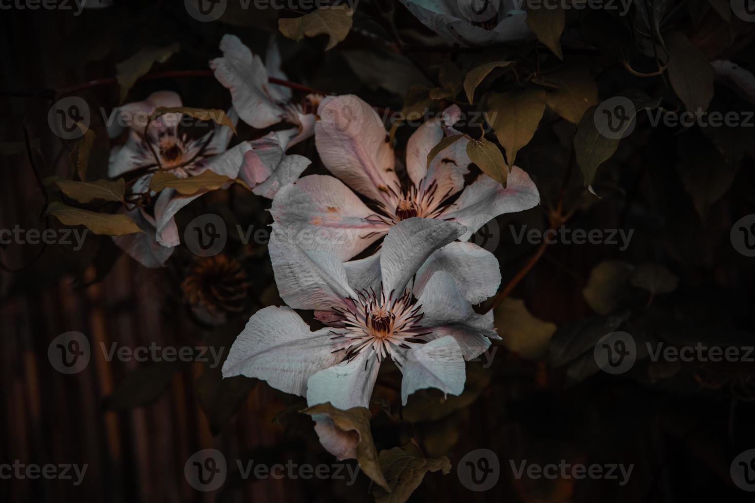 outono flor em uma Castanho fundo dentro a jardim foto