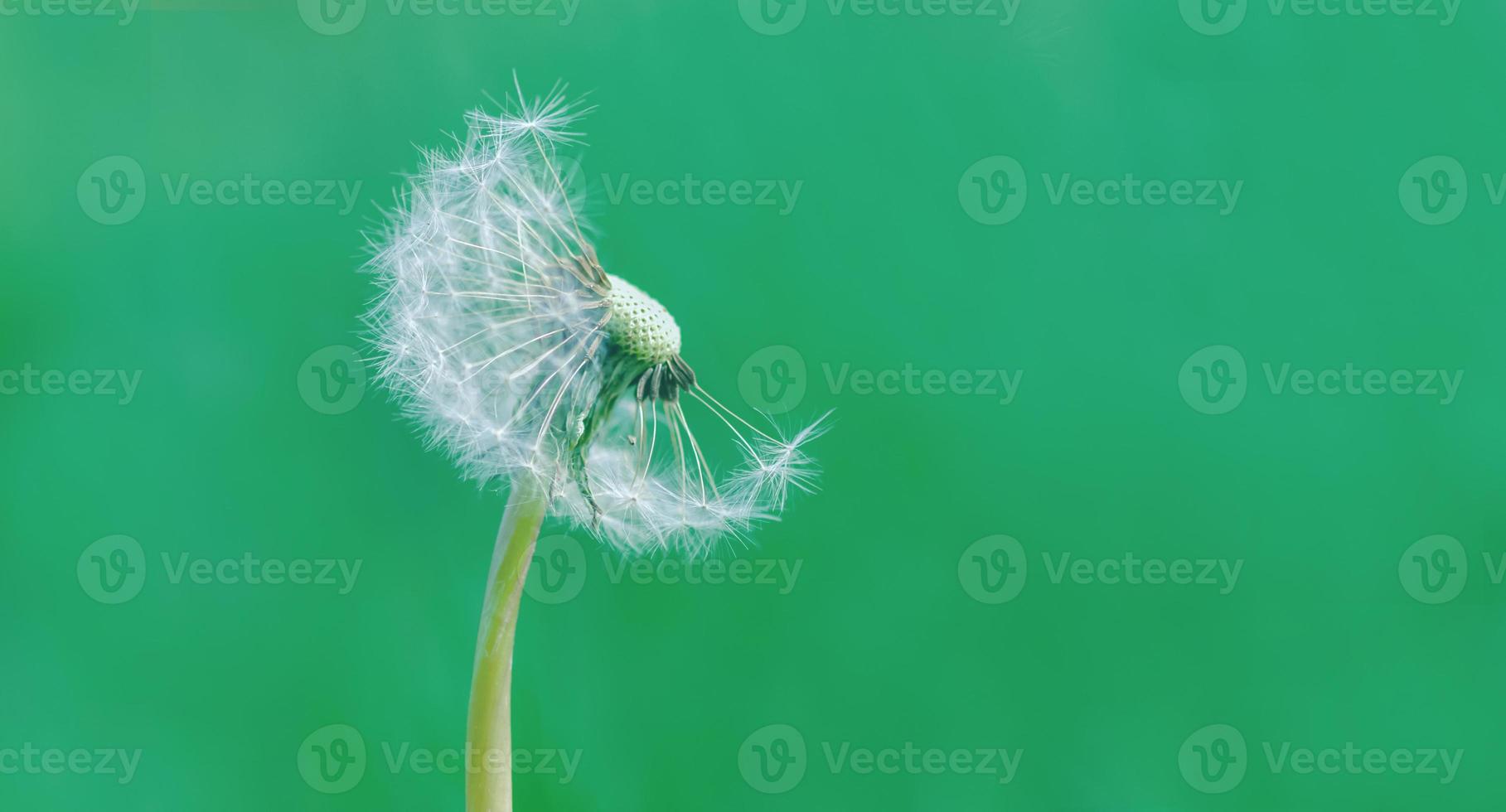 dente de leão blowball em verde fundo, dente de leão cabeça com sementes taraxacum oficinale metade Careca foto